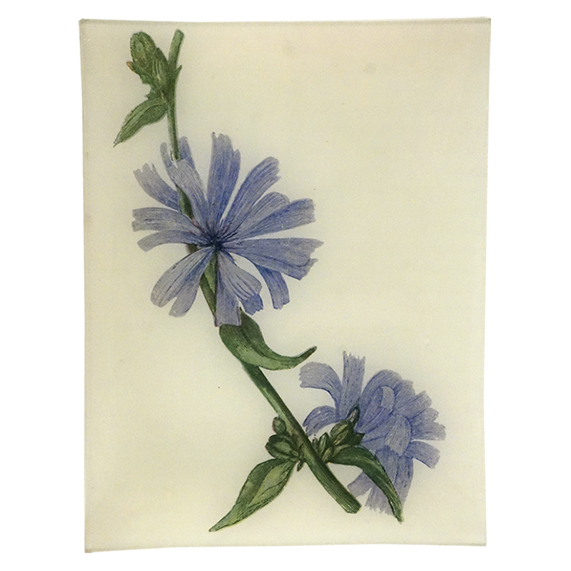 DT Blue Succory PNG - High-Quality Digital Floral Clipart for Scrapbooking, Invitations, and Wedding Decor