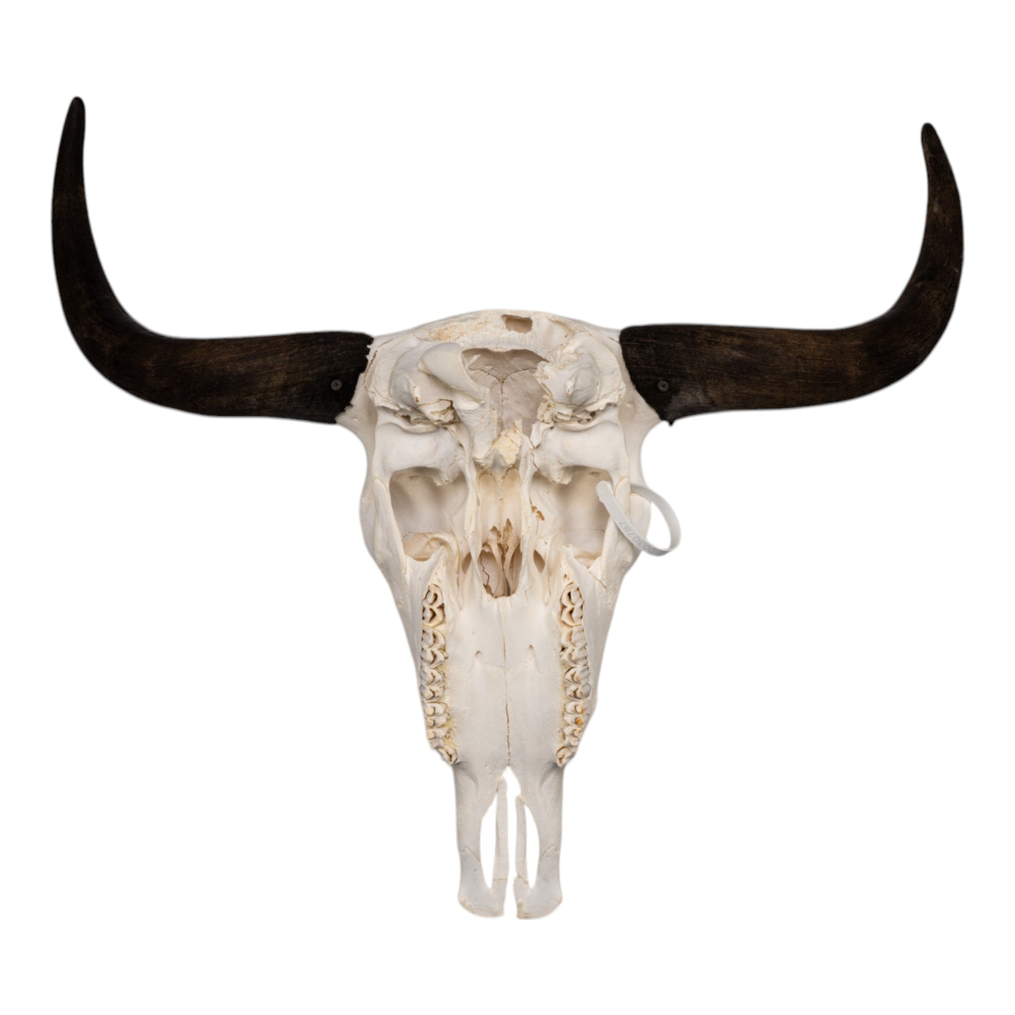 Authentic Domestic Yak Skull - Natural Bone Decor for Home & Office - Perfect for Gothic Decor, Taxidermy, and Unique Wall Art Displays
