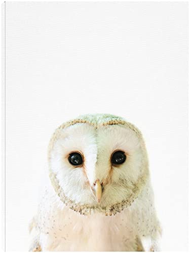 Owl 1