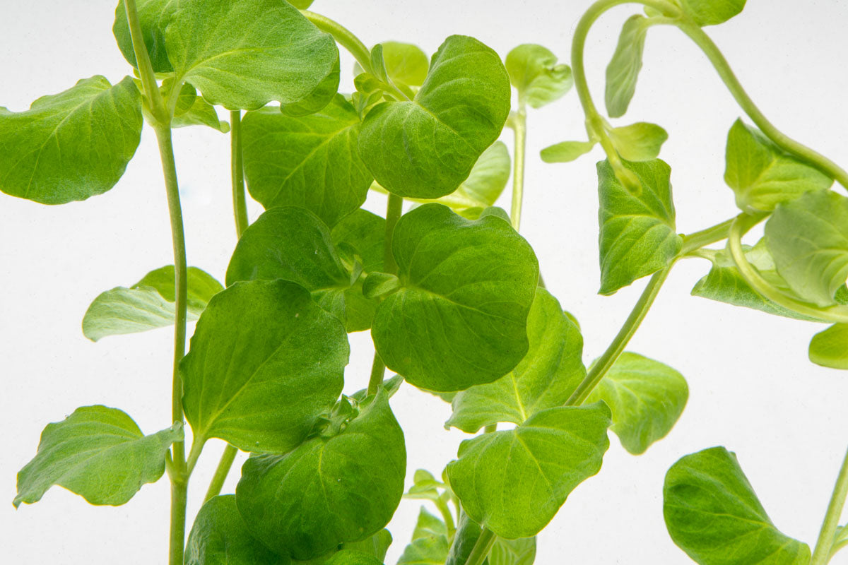 Lysimachia Nummularia (Creeping Jenny) - Golden Ground Cover Plants for Garden Landscaping, Hanging Baskets & Aquariums | Fast-Growing Perennial Vine for Outdoor/Indoor Decor