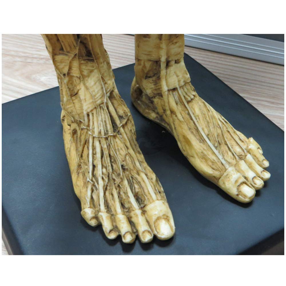 23 Inch (60cm) Male Anatomy Figure - Human Body Muscle & Skeleton Anatomical Model for Medical Students, Doctors & Teachers | Perfect for Classroom Demonstrations, Medical Training & Science Education