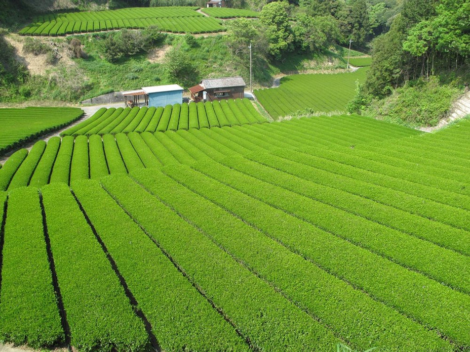 Premium Organic Sencha Fukamushi Green Tea - Deep Steamed Japanese Loose Leaf Tea for Daily Wellness & Relaxation - Perfect for Morning Energy, Afternoon Focus or Evening Calm