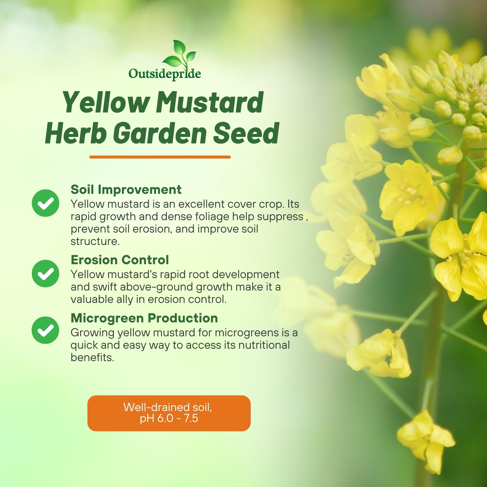 Outsidepride 10000 Seeds Annual Yellow Mustard Herb Garden Seeds - Non-GMO Microgreens, Sprouts & Cooking Use - Perfect for Salads, Sandwiches & Home Gardening