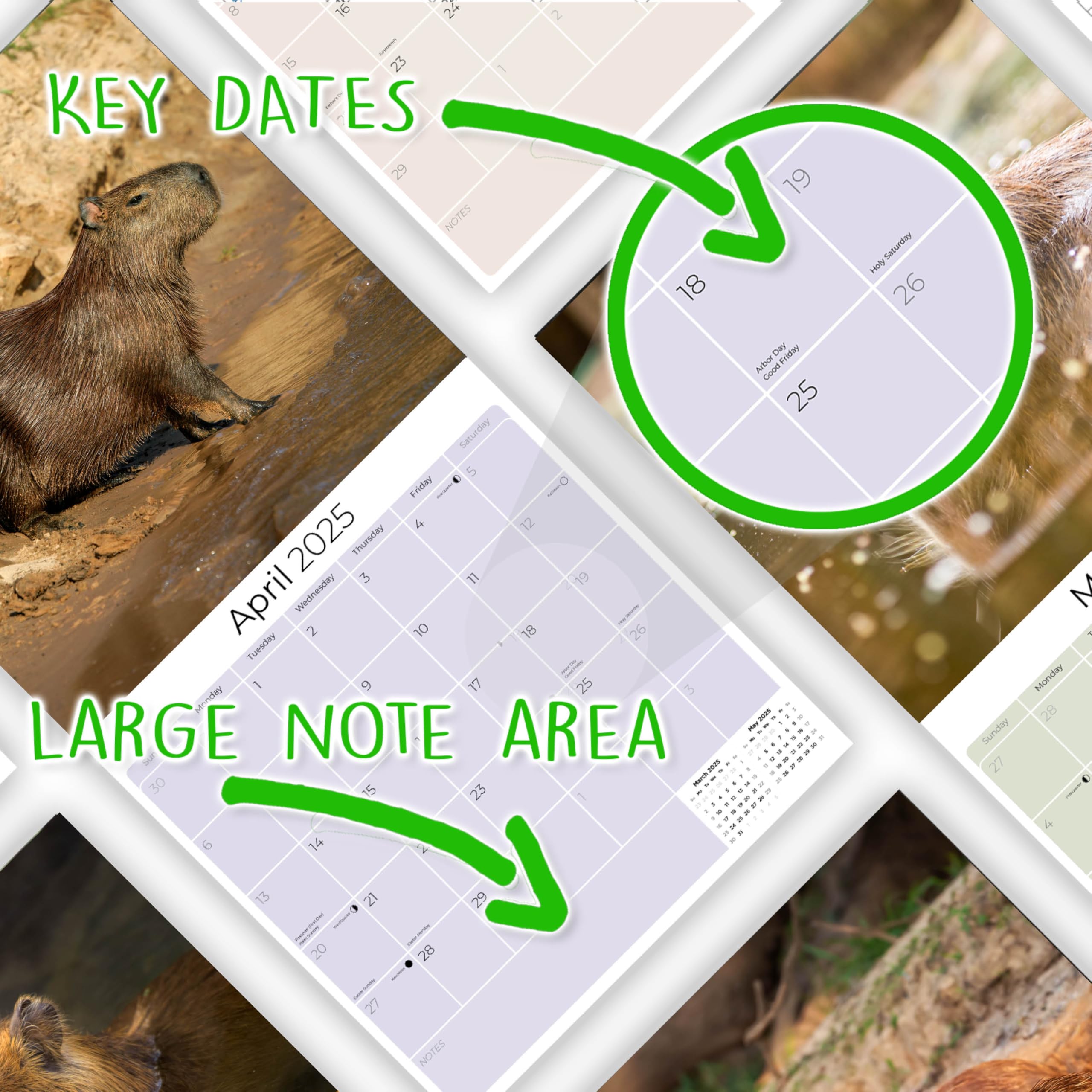 2024-2025 Capybara Wildlife Wall Calendar - 12