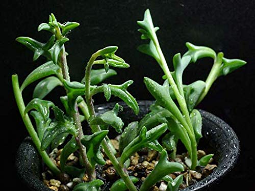 20 Pcs Rare Dolphin Succulent Seeds - Mini Bonsai Plants with Adorable Dolphin Shape - Perfect for Indoor Gardening, Home Decor & Gift Ideas