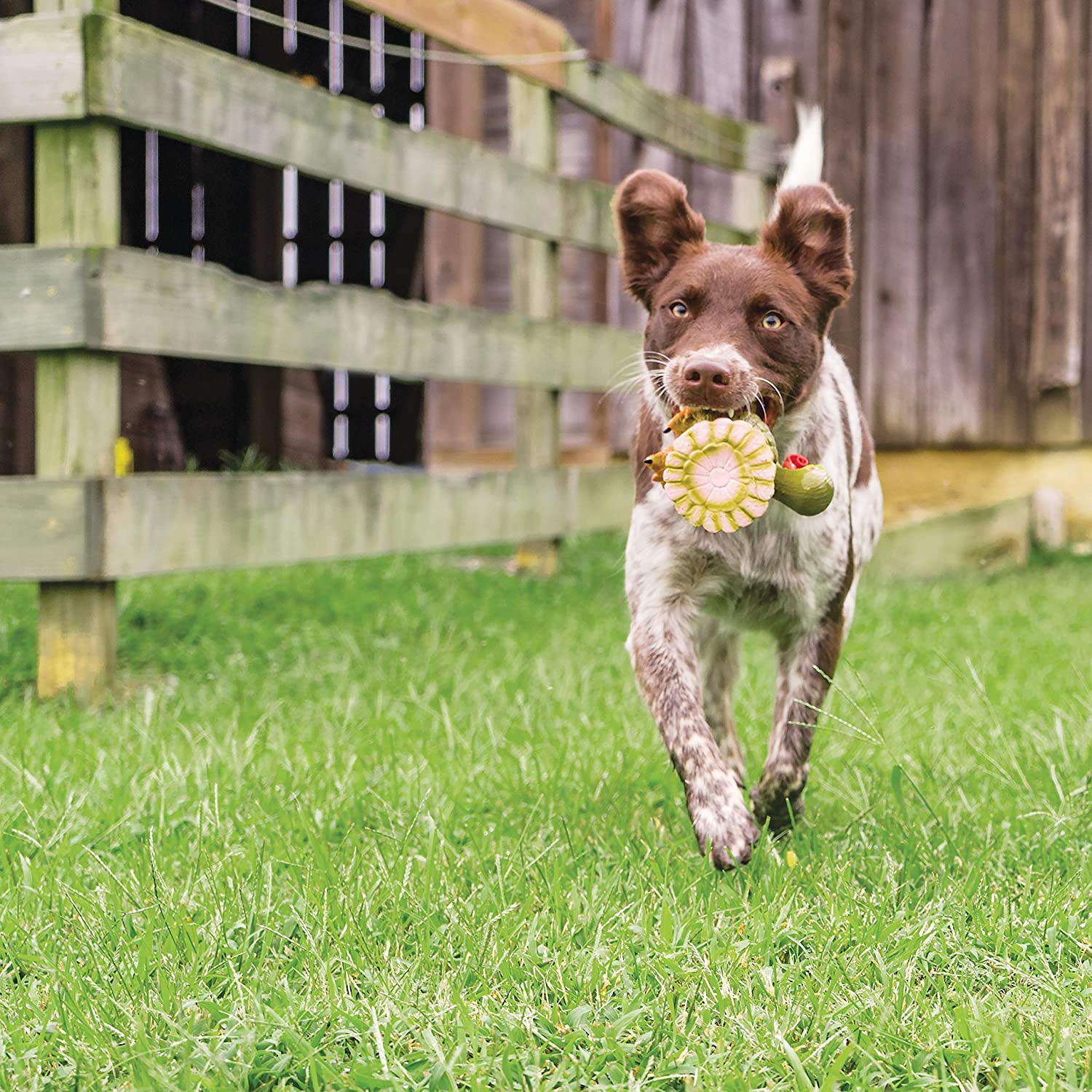 Petsafe Squeaky Turkey Dog Toy - Interactive Chew Toy with Sound for Small & Large Dogs - Perfect for Playtime, Training & Anxiety Relief