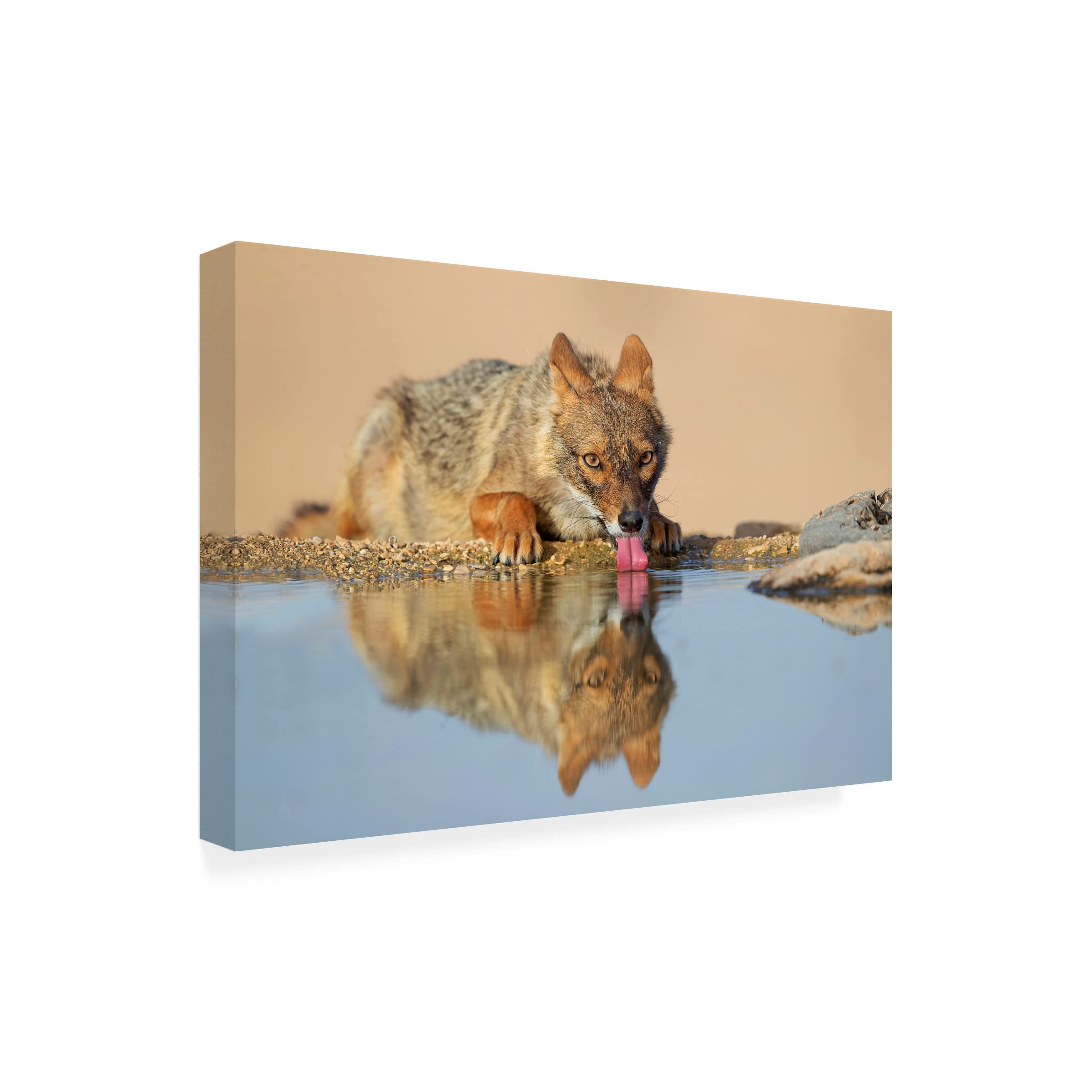 Trademark Fine Art 'Golden Jackal' Canvas Wall Art Print by Shlomo Waldmann - Premium Wildlife Home Decor for Living Room, Bedroom & Office