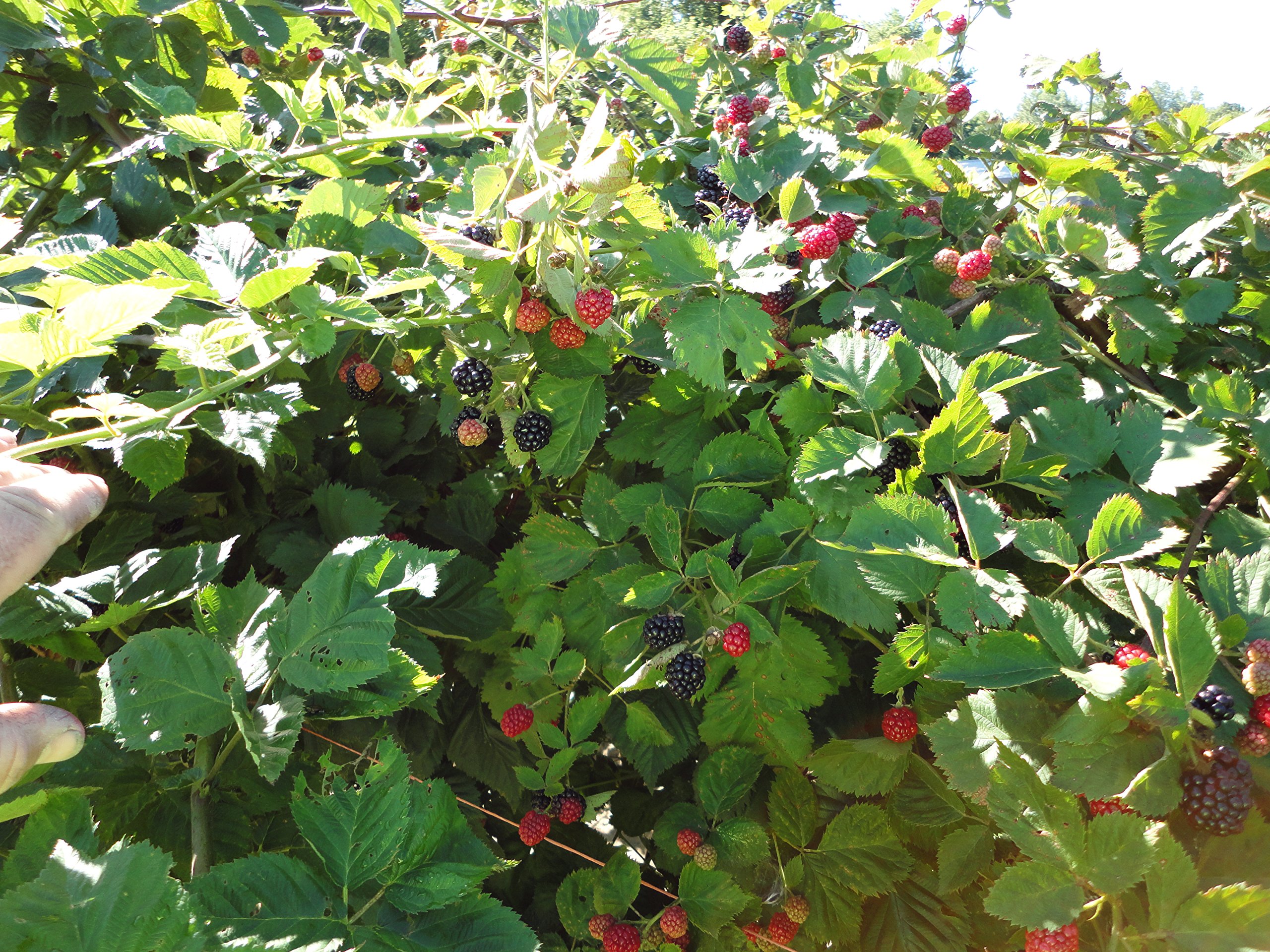 5 Triple Crown Thornless Blackberry Plants - Bare Root - Sweet Juicy Berries for Home Garden, Fresh Eating, Jams & Baking - Fast Growing & High Yield