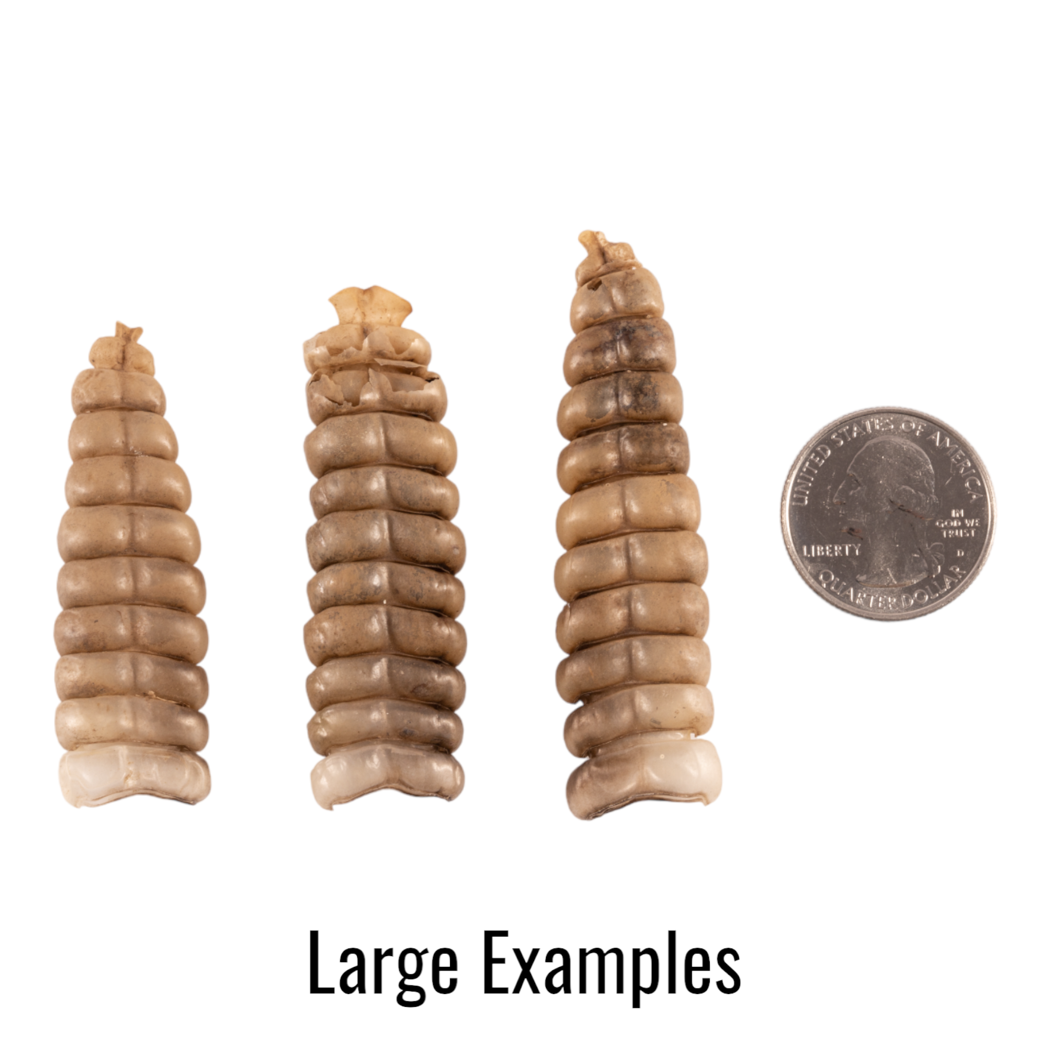 Authentic Real Rattlesnake Rattle - Genuine Snake Tail for Crafts, Jewelry Making & Western Decor | Perfect for DIY Projects, Native American Art & Home Decor