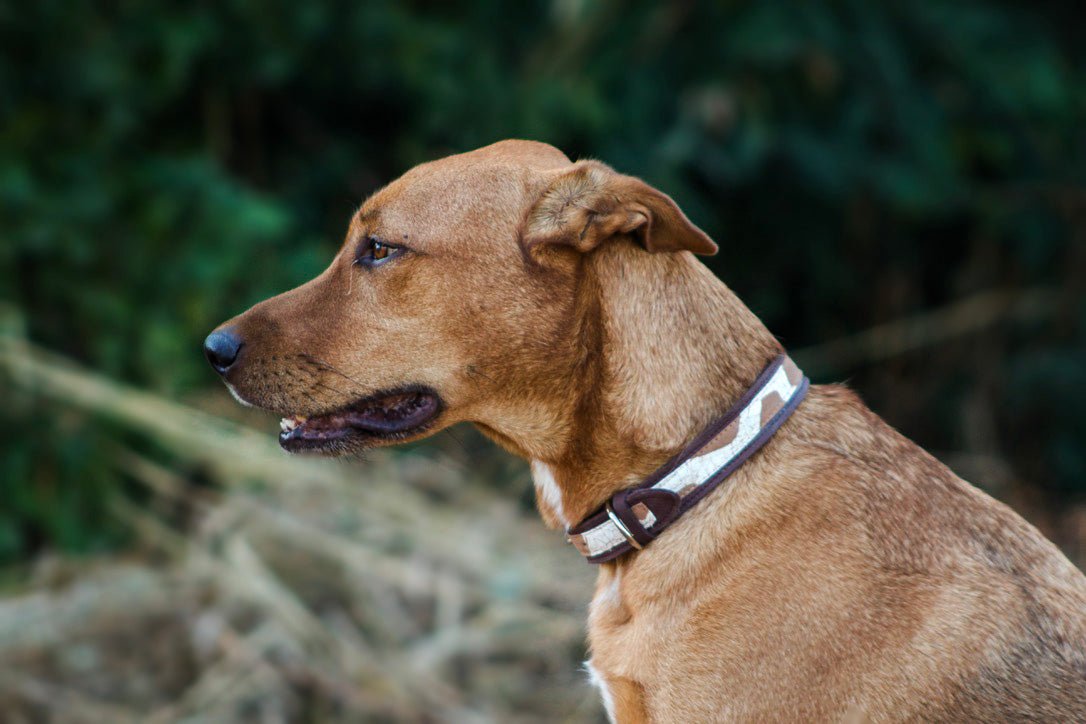 Premium Genuine Leather Dog Collar with Giraffe Print - Adjustable Pet Collar for Small Medium Large Dogs - Perfect for Walks, Training & Outdoor Adventures