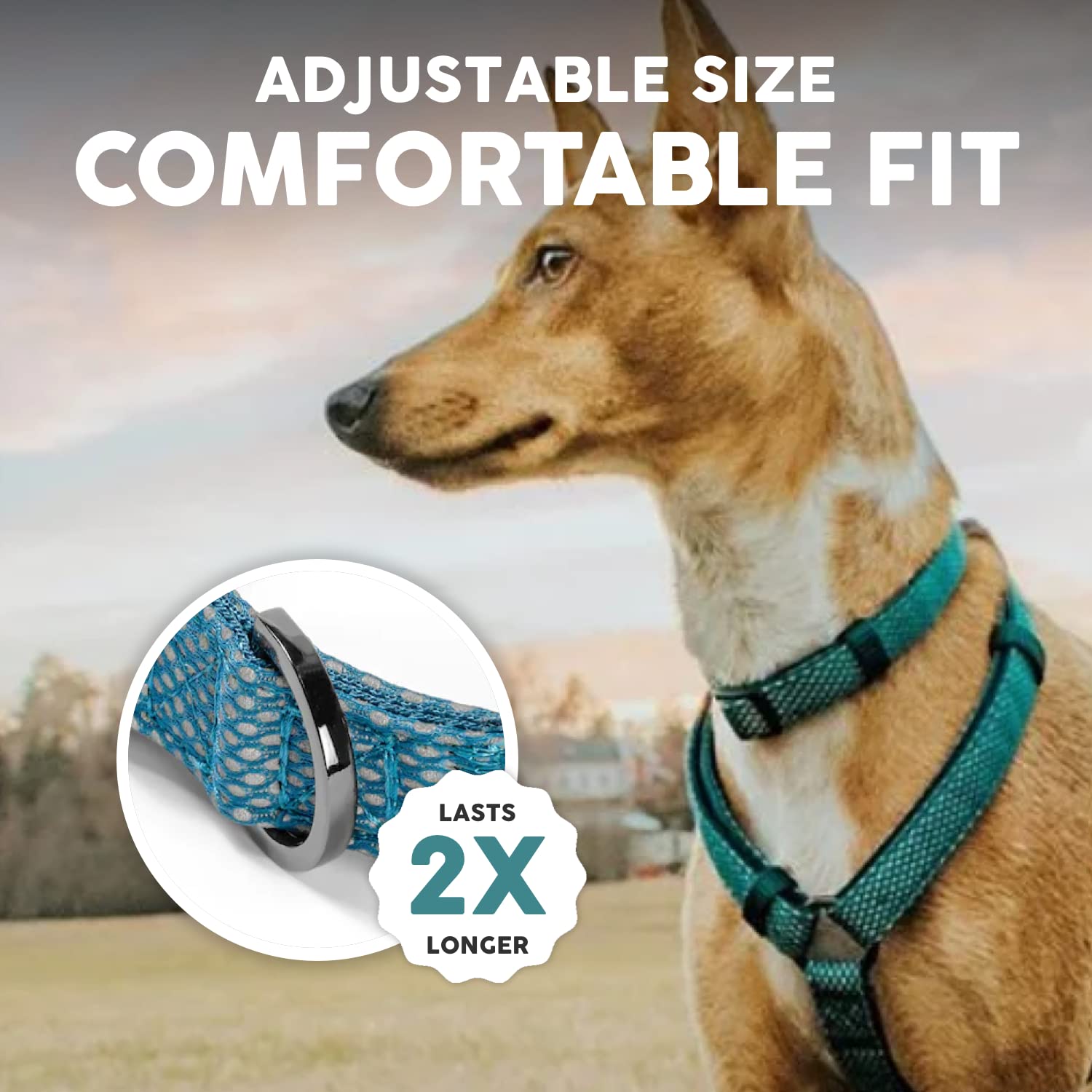 **Illuminate Reflective Dog Collar for Small Dogs – Adjustable Padded Nylon Collar with Buckle – Night Safety Visibility – Perfect for Night Walks & Outdoor Adventures (Blue)**