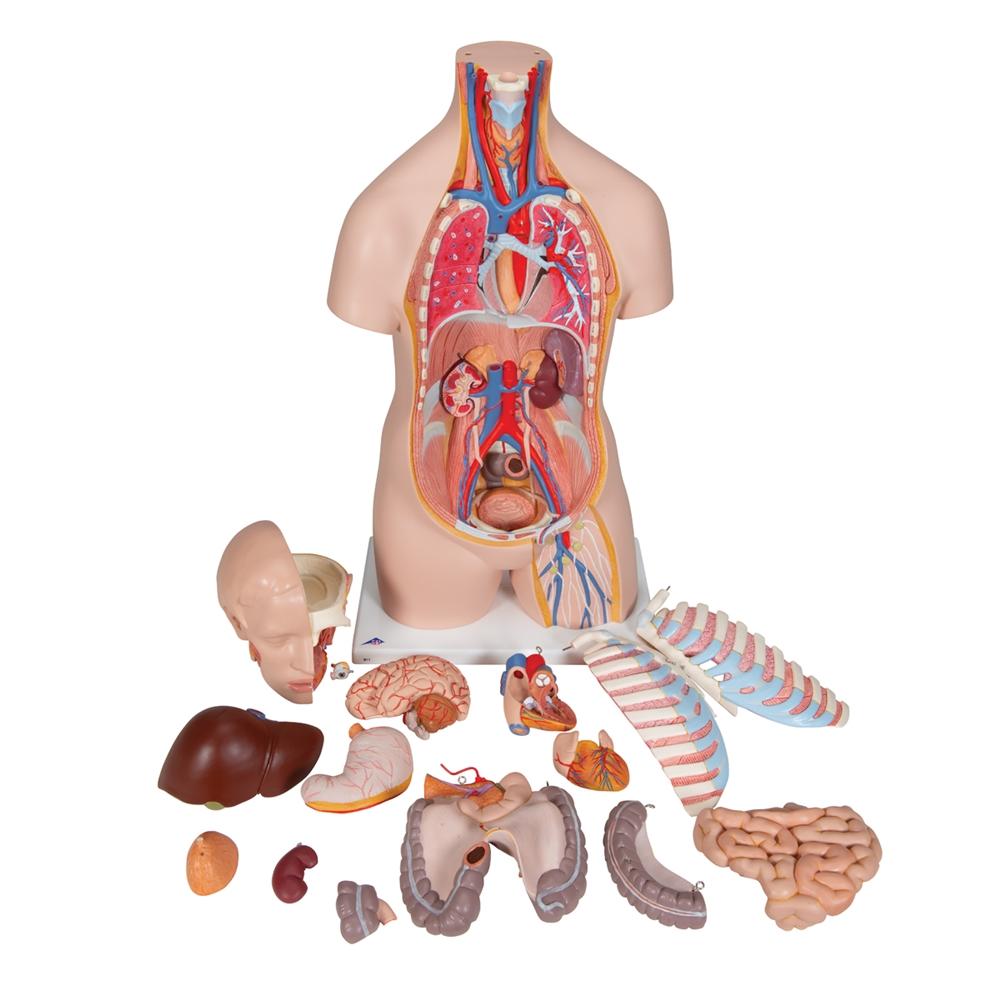 Unisex Human Torso Model with Sternum & Ribs - 16-Part Anatomical Skeleton for Medical Students, Artists & Science Education | Perfect for Classroom Study, Art Reference & Anatomy Learning