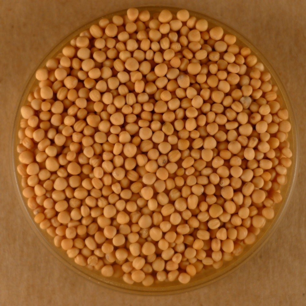 Premium Whole Yellow Mustard Seeds - 50 lbs Bulk Bag for Cooking, Pickling & Spice Blends - Ideal for Restaurants, Catering & Home Chefs