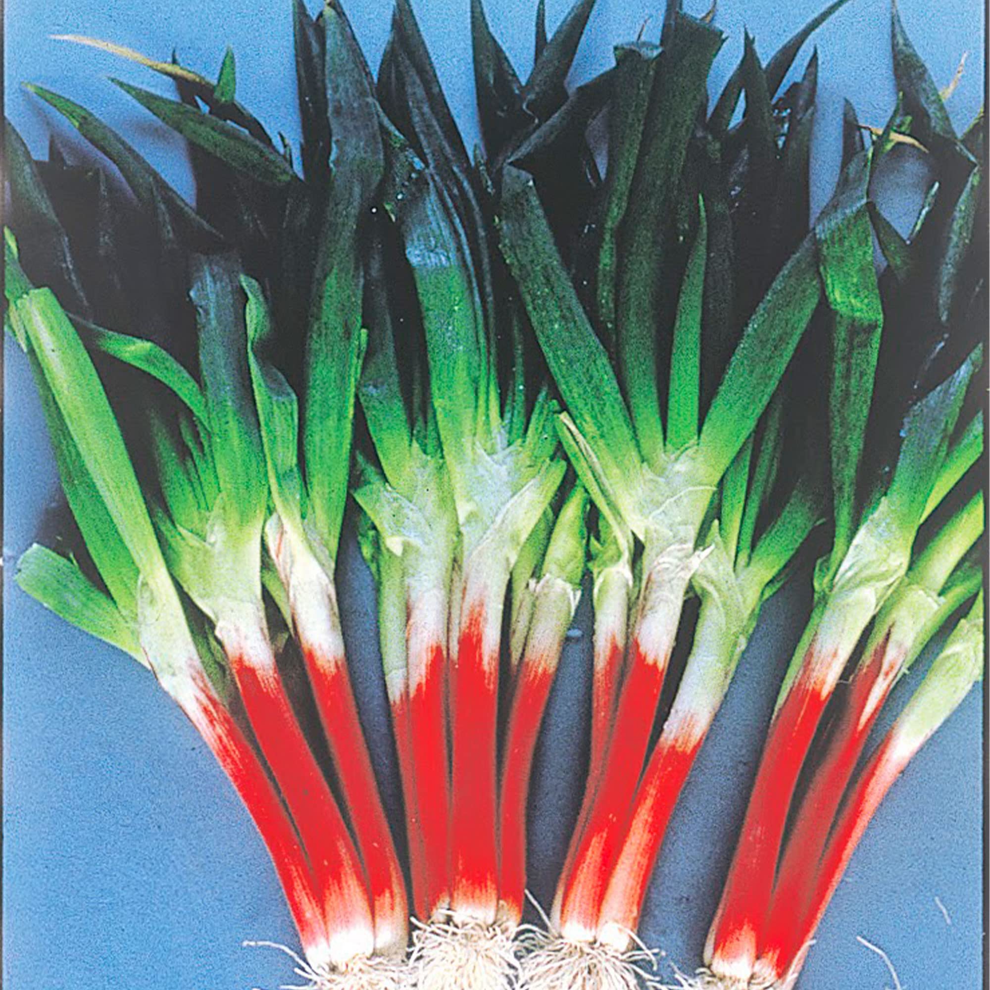 Organic Red Beard Bunching Onion Seeds - Non-GMO Heirloom Variety - 4 Oz Pack (~52,000 Seeds) - Perfect for Home Vegetable Gardens, Container Gardening & Fresh Salads