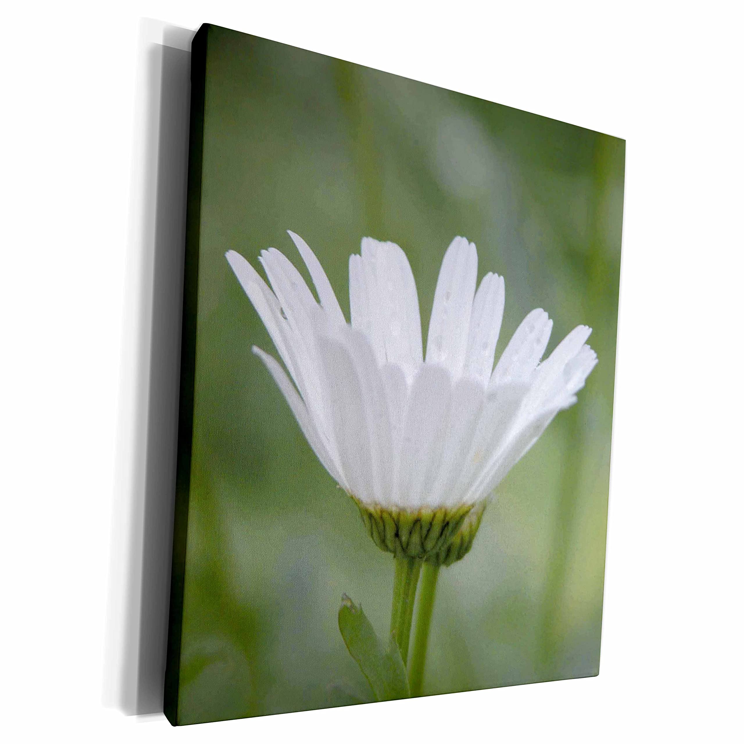 3D Rose Museum Grade Canvas Wrap - One Ox Eye Daisy Photography Wall Art, Home & Office Decor for Living Room, Bedroom, or Office