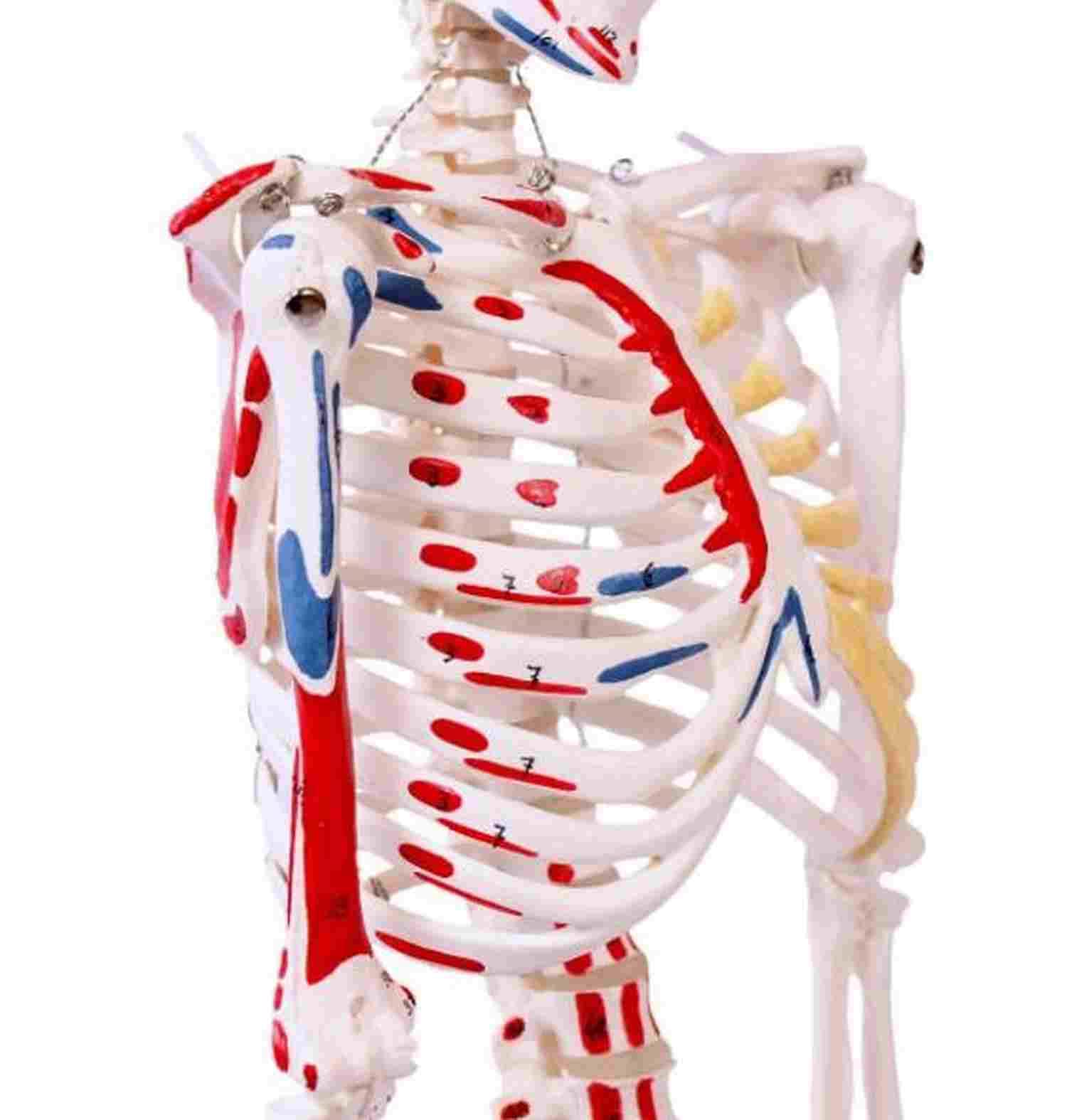 1/2 Life Size Muscular Skeleton Model - 85cm Anatomical Muscle Figure with Numbered Details | Perfect for Medical Education, Classroom Demonstrations & Science Labs