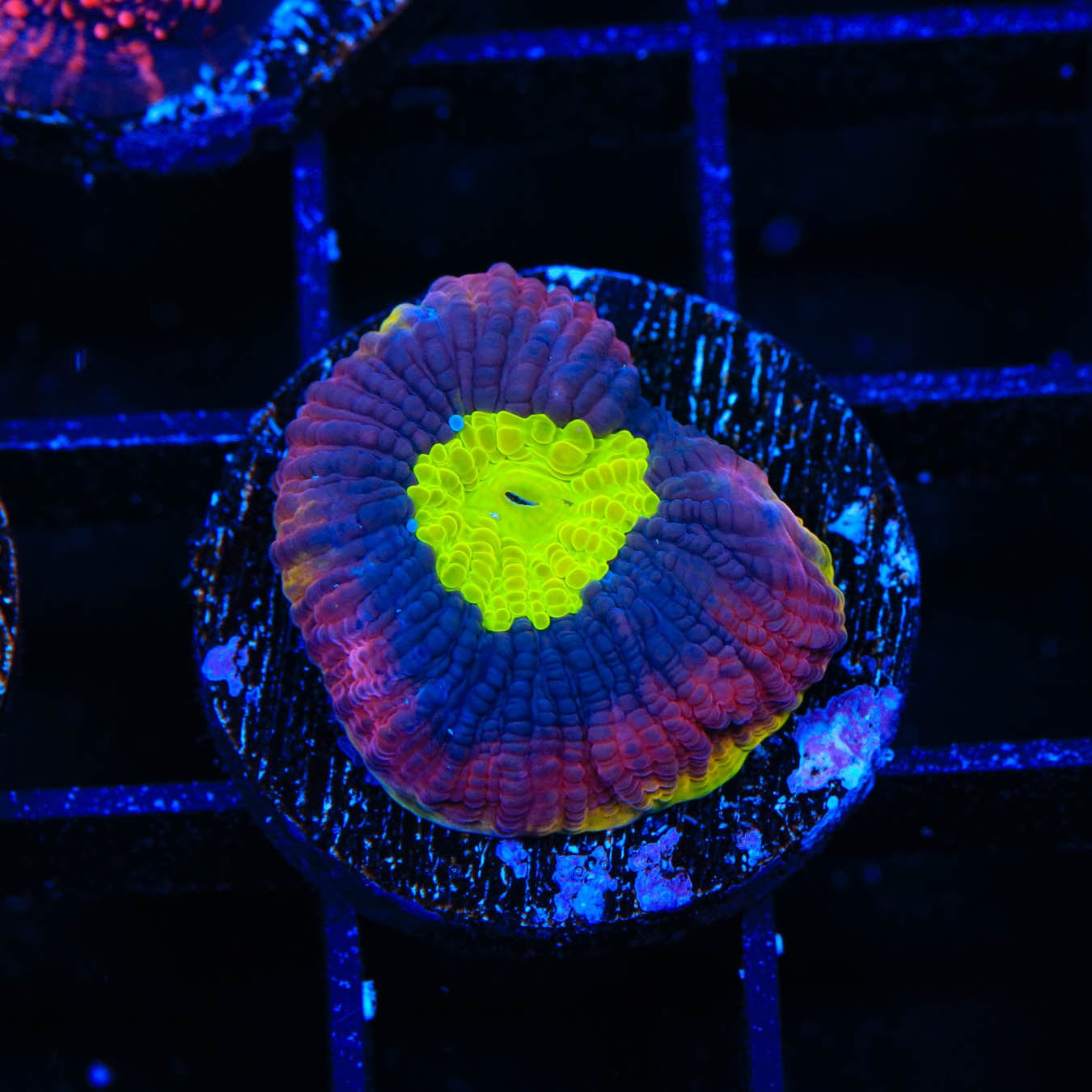 Dragon Soul Favia Coral - Premium Saltwater Coral for Reef Aquariums | Perfect for Marine Tanks & Coral Displays