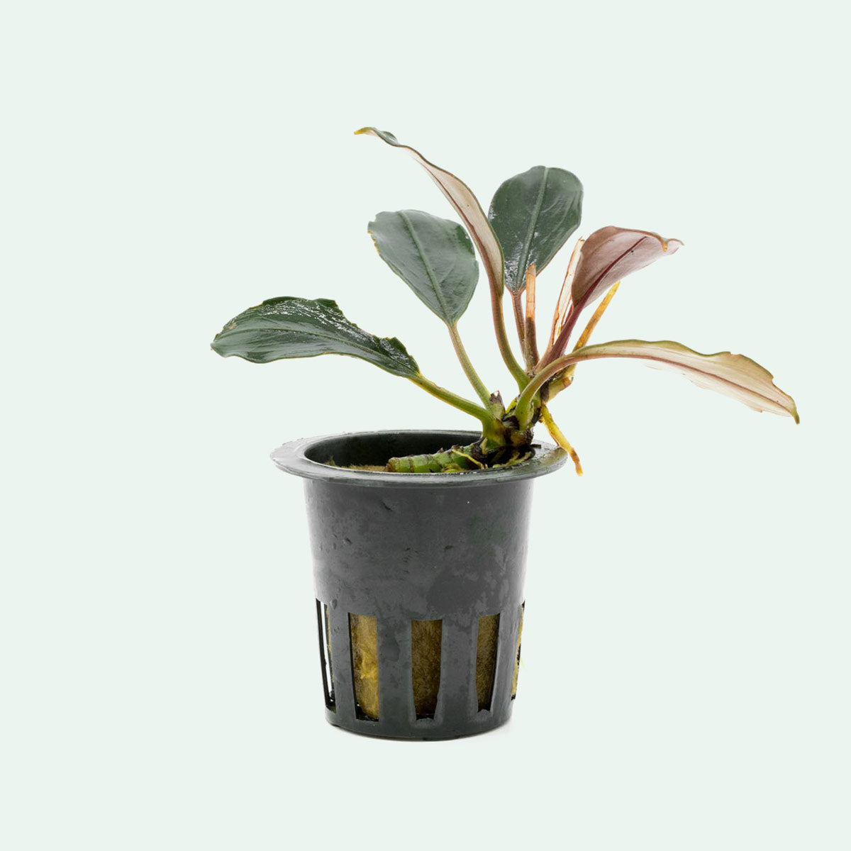 Bucephalandra Pink Lady Live Aquarium Plant - Rare Aquatic Plant for Fish Tanks, Aquascaping & Water Gardens | Perfect for Low-Tech & High-Tech Aquariums