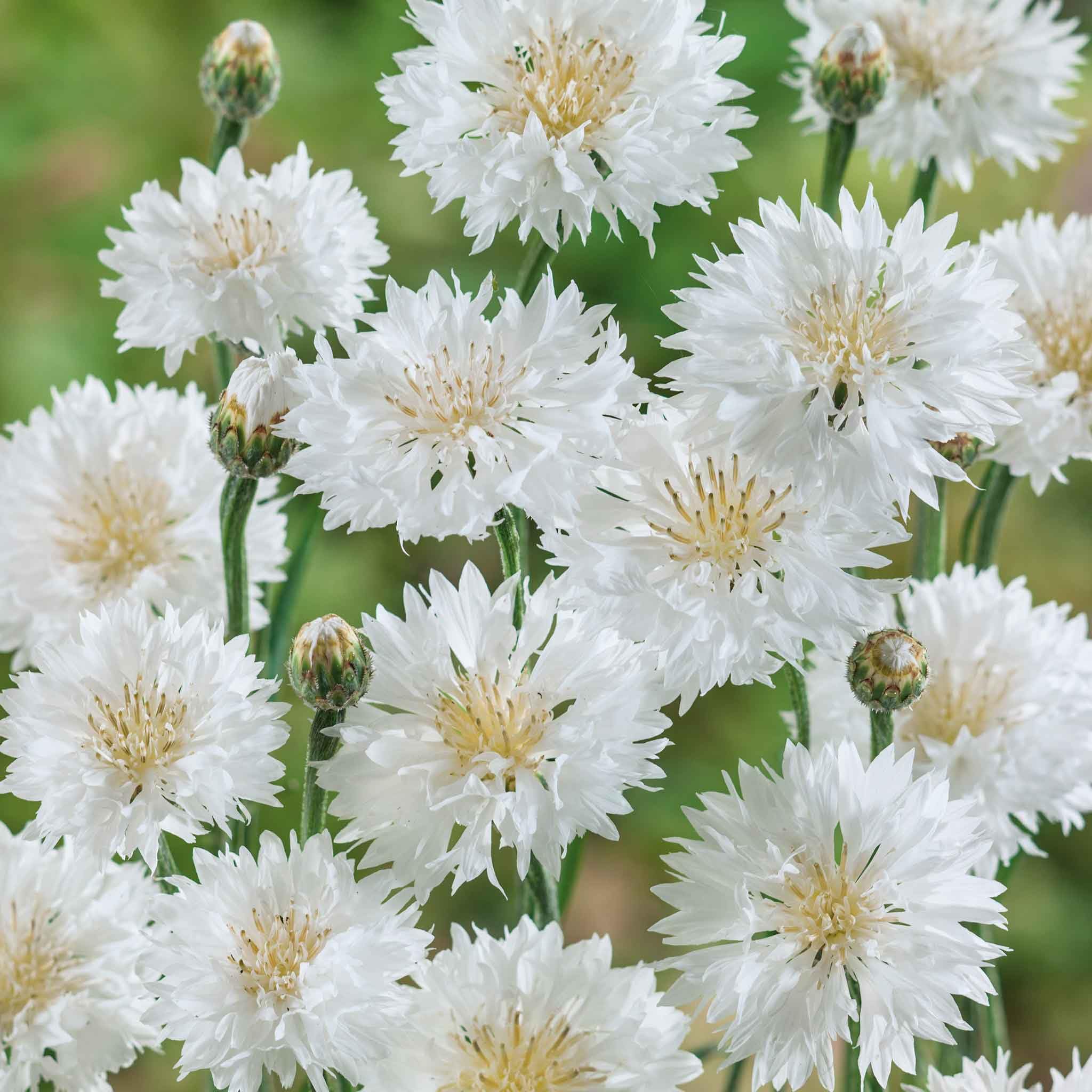 Eden Brothers Cornflower Bachelor Button Seeds - Tall White Annual Flower Seeds for Garden, Bouquets & Pollinator Gardens | Perfect for Cut Flowers, Borders & Cottage Gardens