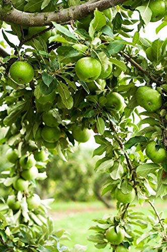 Elwyn 40 Granny Smith Apple Fruit Seeds for Planting - Non-GMO, Heirloom, Home Garden - Grow Tart Green Apples for Baking, Juicing & Fresh Eating