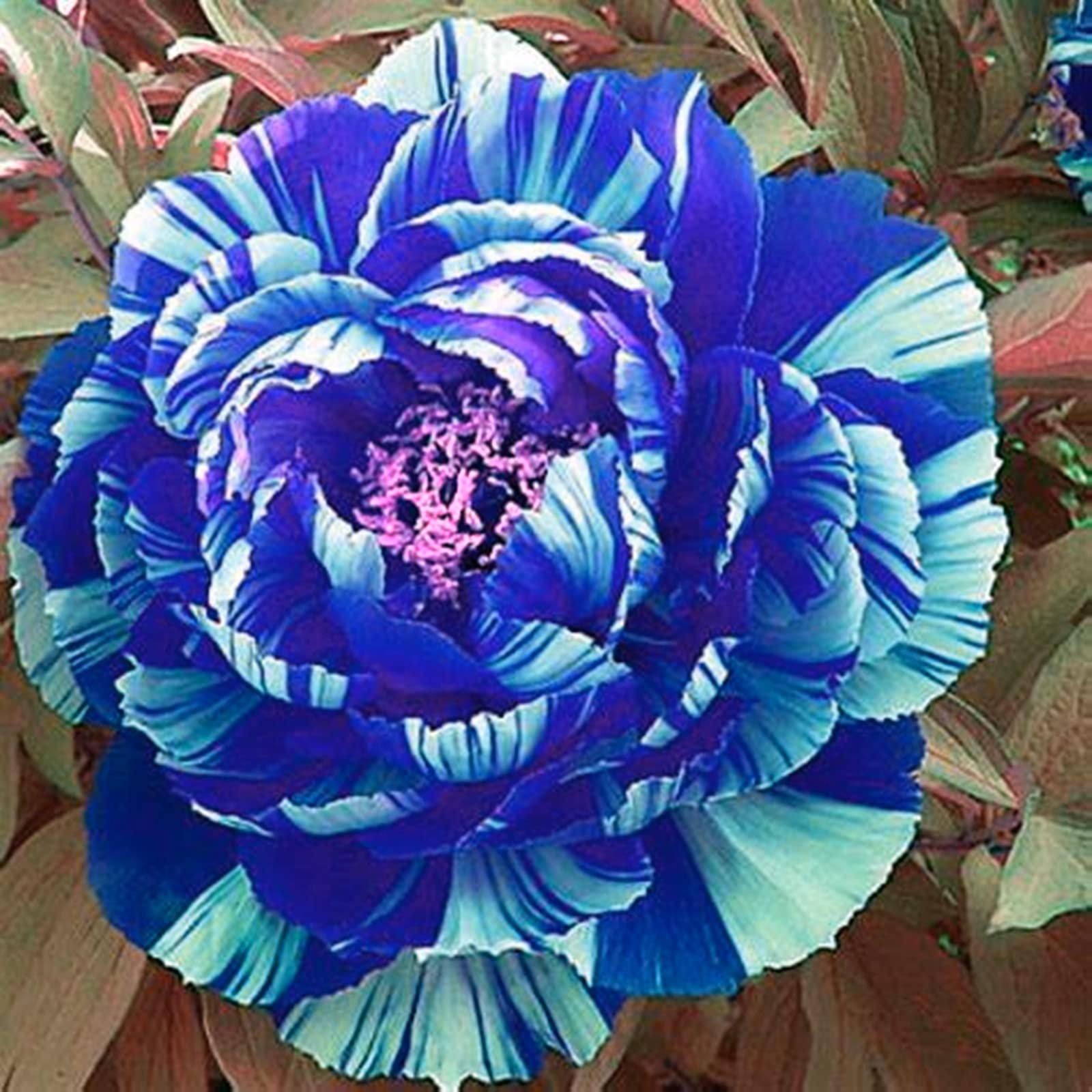 Premium Mixed Peony Bulbs - 2 Pack Perennial Garden Flowers for Year-Round Planting | Beautiful Home & Wedding Decor, Landscaping, Gift Idea