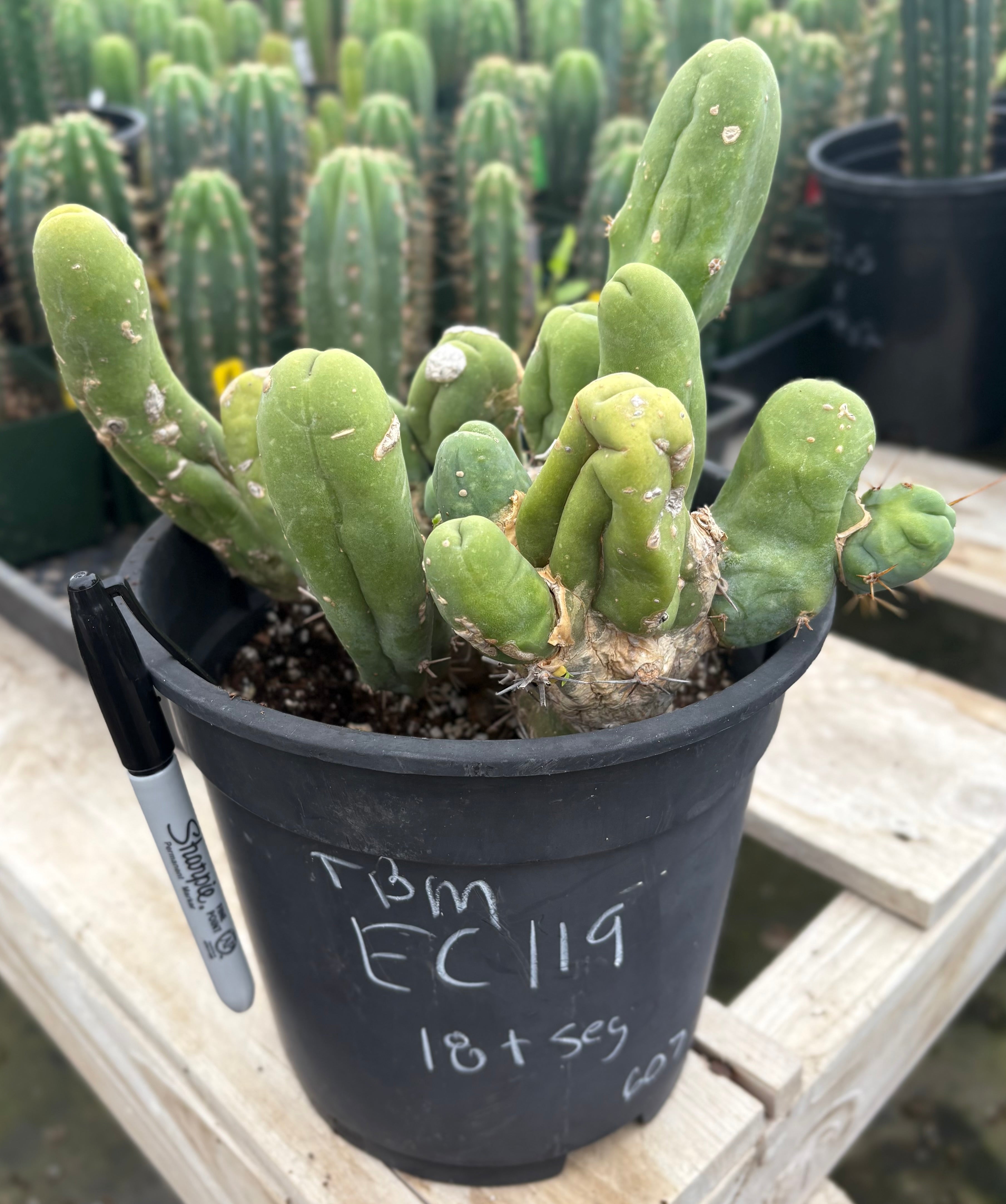 Exotic Trichocereus Bridgesii Monstrose (TBM) Cactus - 18+ Segments for Sale | Rare Ornamental Succulent | Perfect for Home Decor, Desert Gardens & Cactus Collections