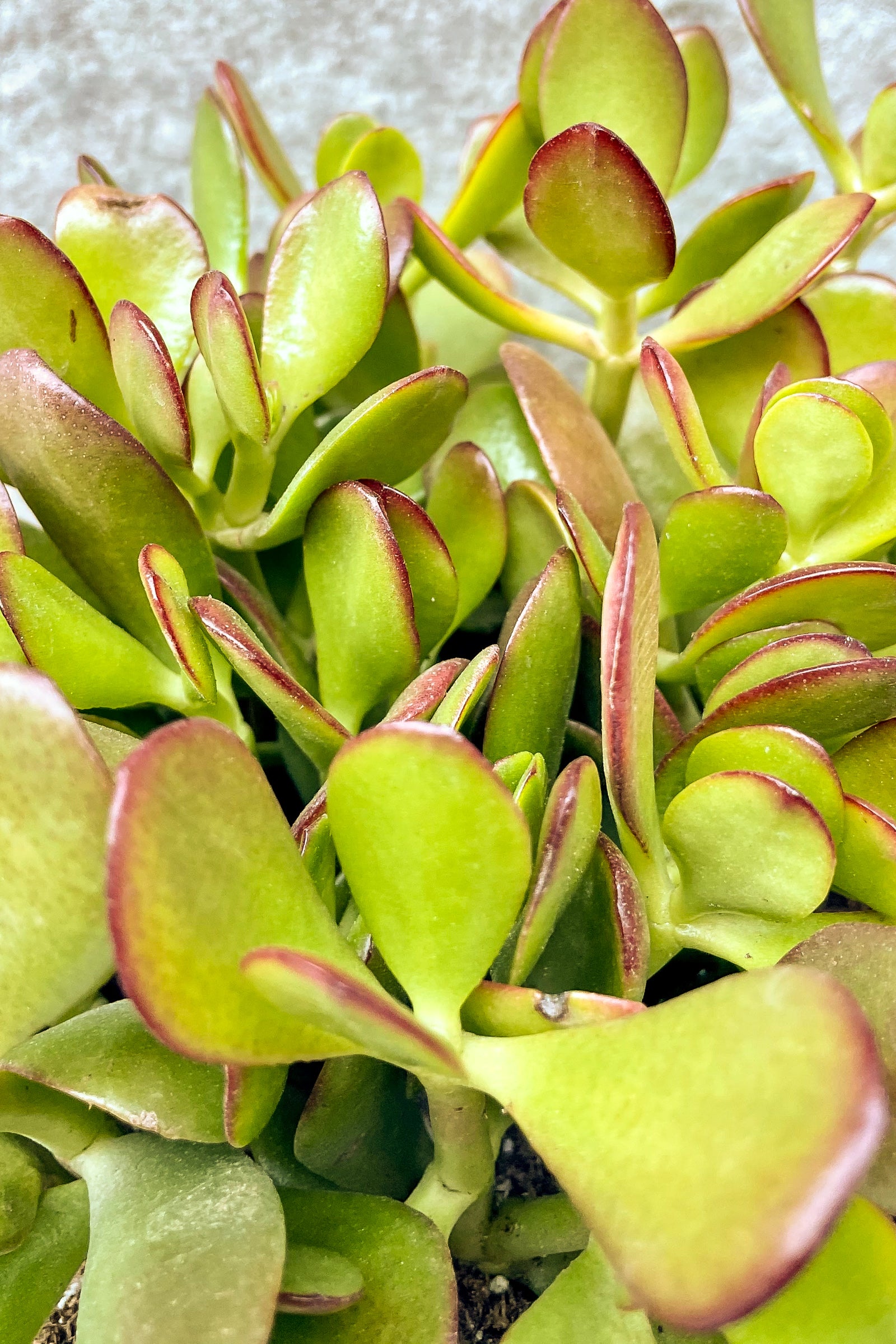 Crassula Ovata Jade Plant - 6