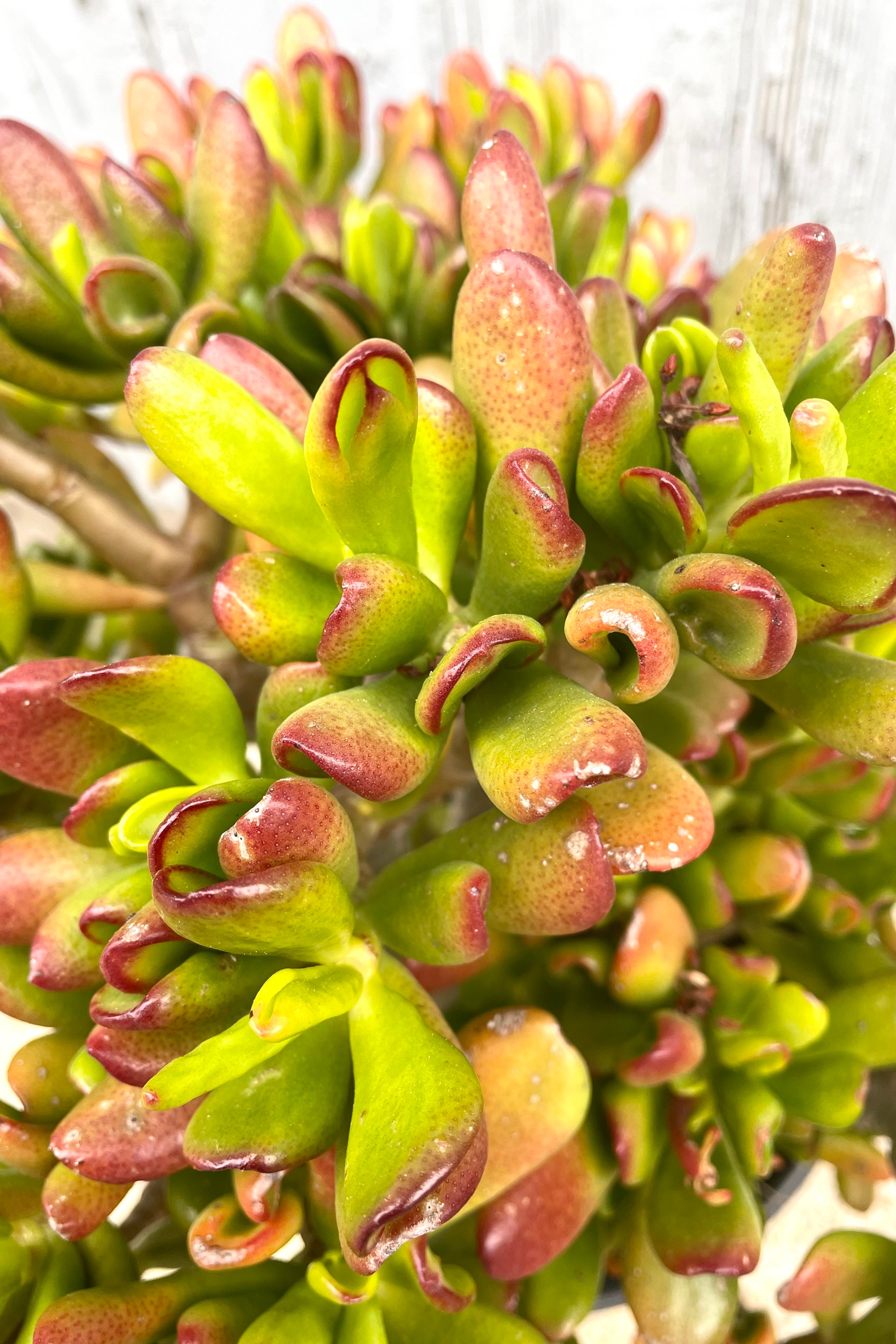 Crassula Ovata 'Hobbit' Jade Plant - #5 Pot Size - Unique Succulent for Home Decor, Office Desk, or Gift Idea