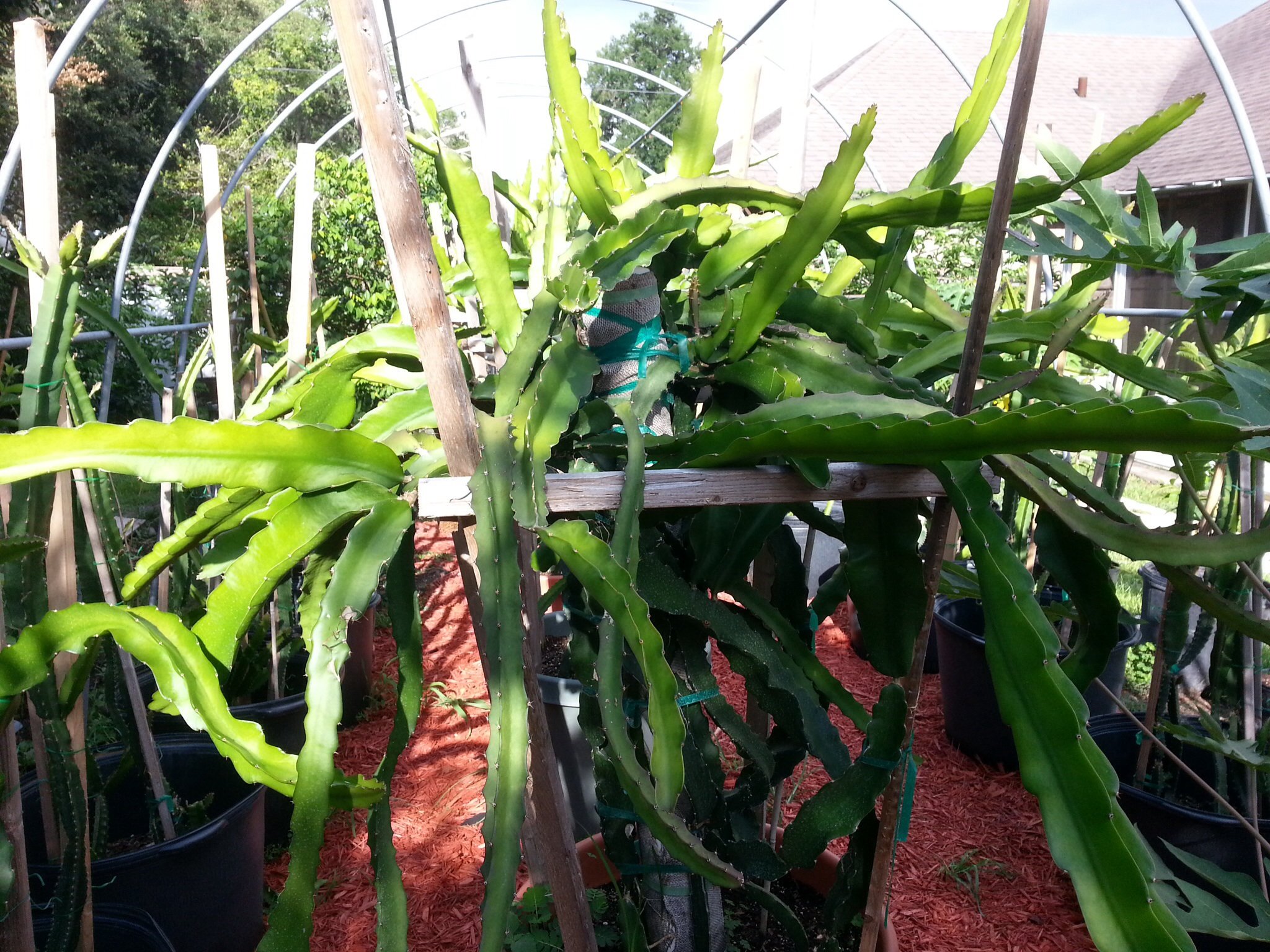 Organic White Dragon Fruit Cuttings - 3 Pack for Home Garden Planting | Fresh Pitaya Stem for DIY Gardening, Landscaping & Tropical Fruit Cultivation