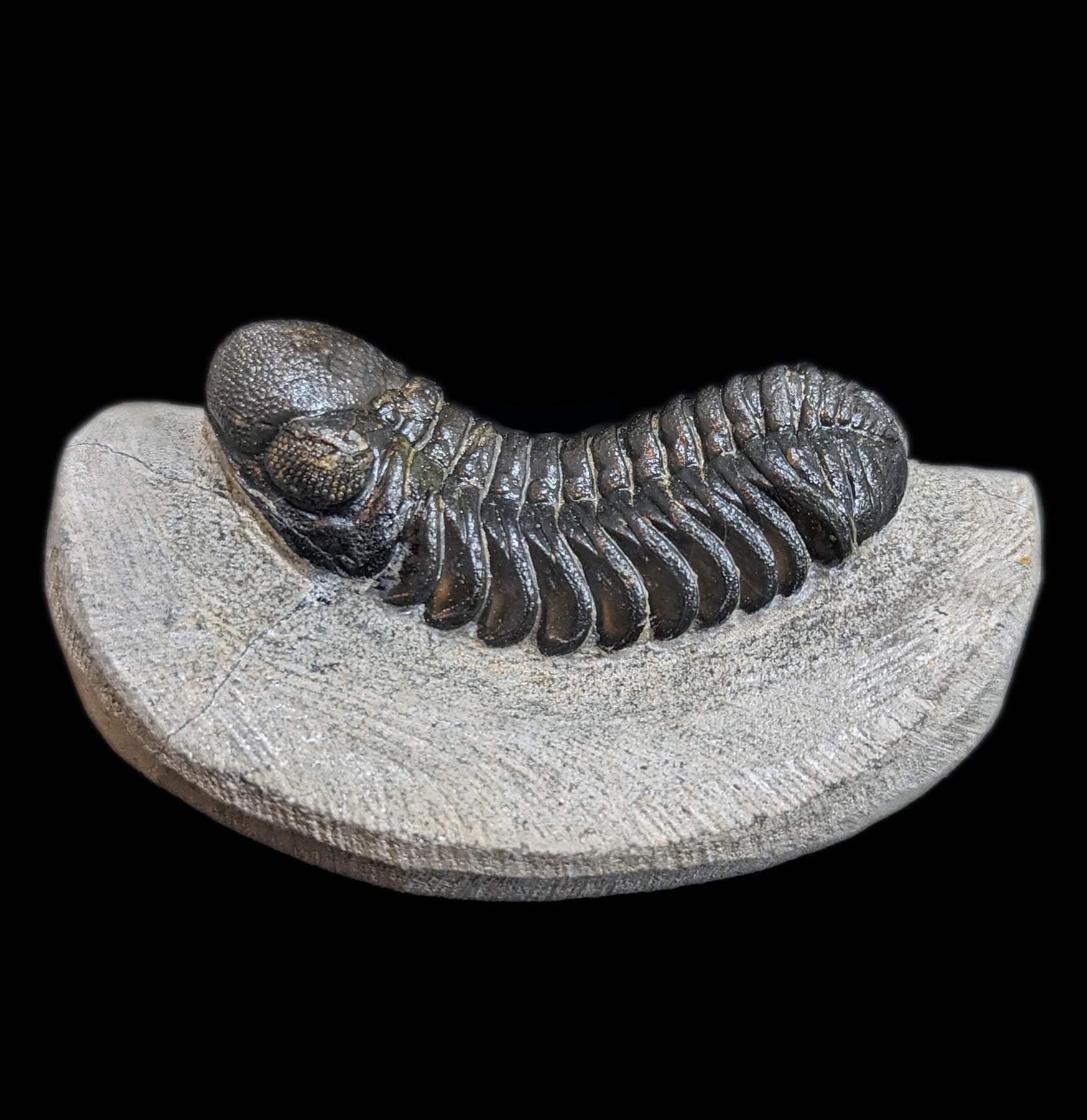Eldredgeops Rana Trilobite Fossil in Matrix - Authentic Devonian Era Fossil Specimen for Collectors & Home Decor | Perfect for Science Enthusiasts & Unique Gift Ideas