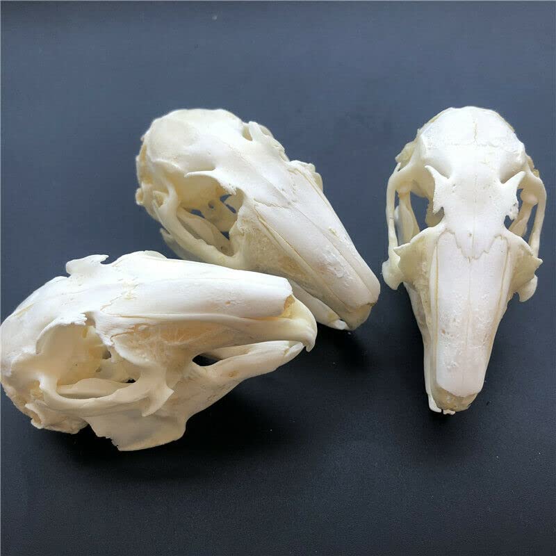 Real Rabbit Skull Taxidermy Specimen - Authentic Animal Bones for Science Education, Home Office Decor & Unique Gift - Perfect for Halloween Decor, Gothic Display & Biology Study (10 Pieces)