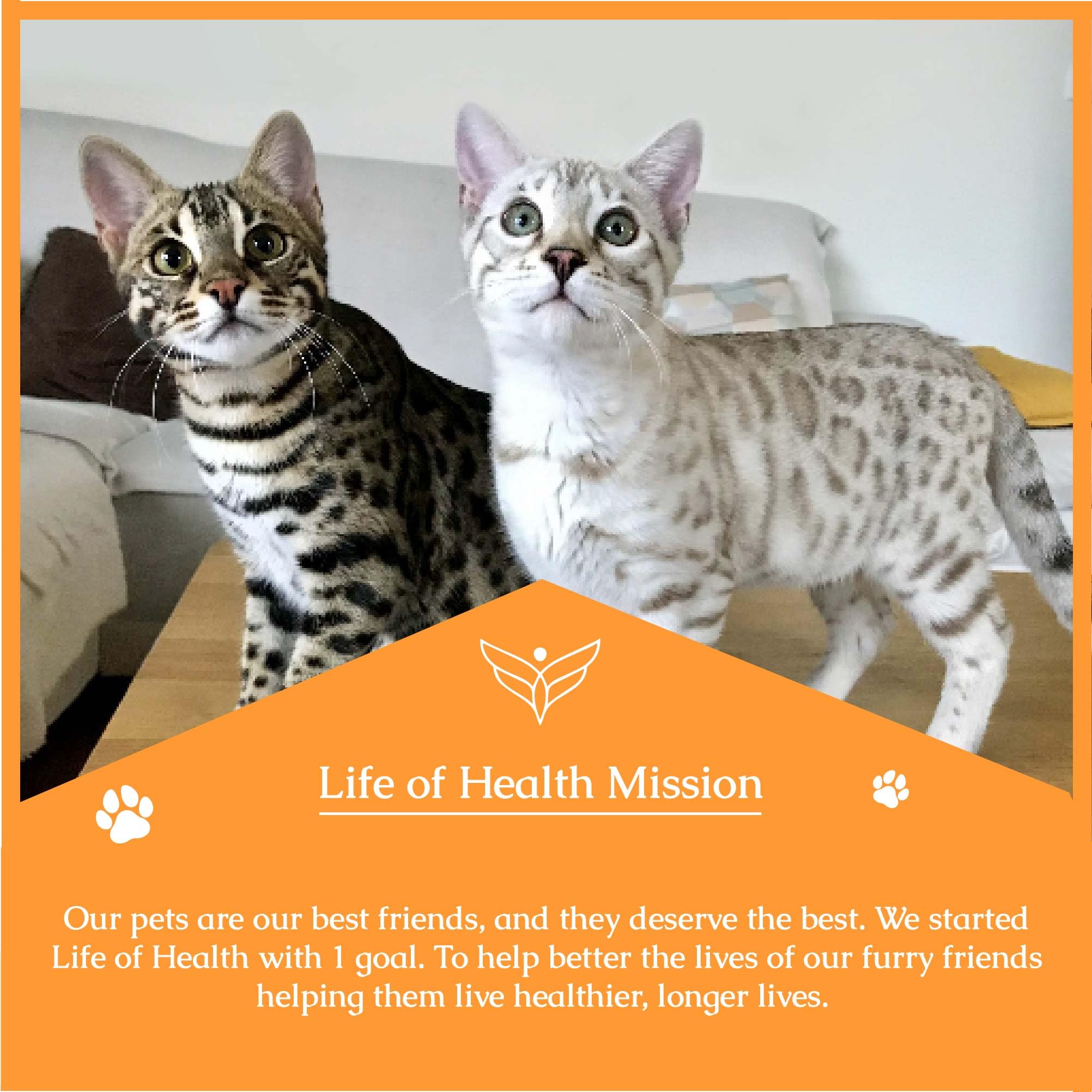 Natural Antibiotics for Cats - Immune Support & UTI Relief - Cat Antibiotic Supplement with Multivitamins (2 Pack) - Supports Overall Health for Indoor & Outdoor Cats