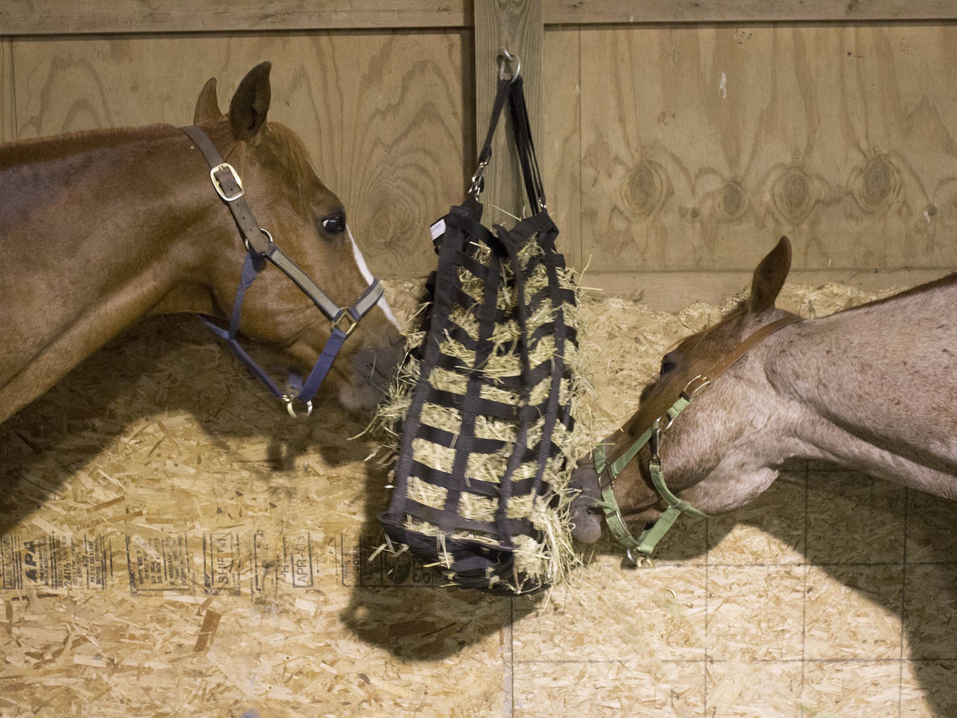Derby Originals Supreme 4-Sided Slow Feed Horse Hay Bag - Durable Slow Feeding Solution for Horses - Perfect for Stables, Trail Rides & Pasture Use