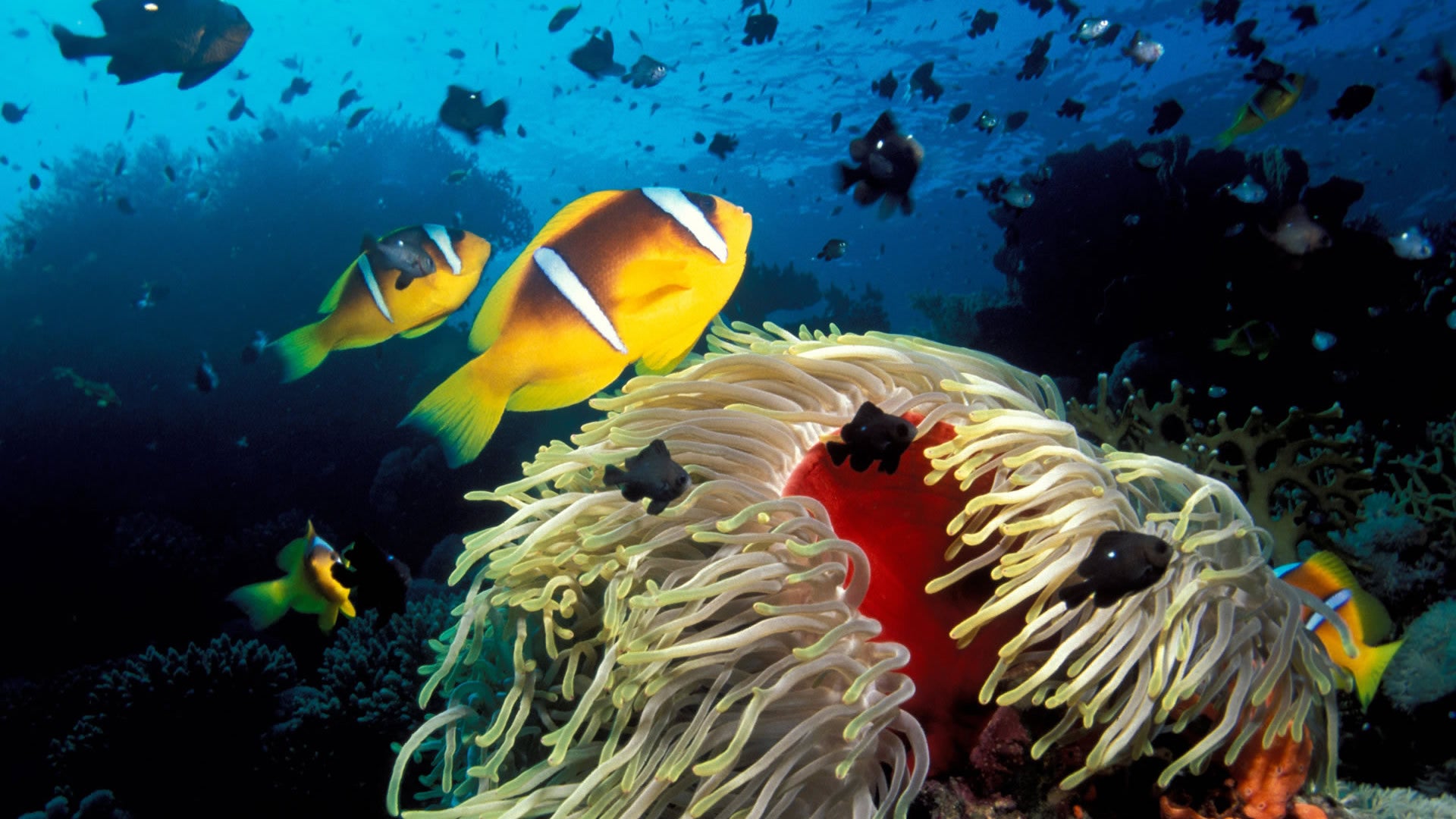 SSI Open Water Scuba Diving Certification Course - Learn to Dive for Beginners & Explore Underwater Adventures