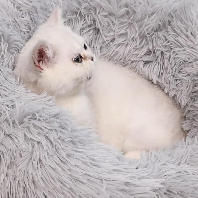 Soft Round Donut Pet Bed for Small Dogs & Cats Under 3kg - Cozy Cushion with Removable Blanket for Puppies & Kittens - Perfect for Bedroom, Living Room & Pet Travel Carrier