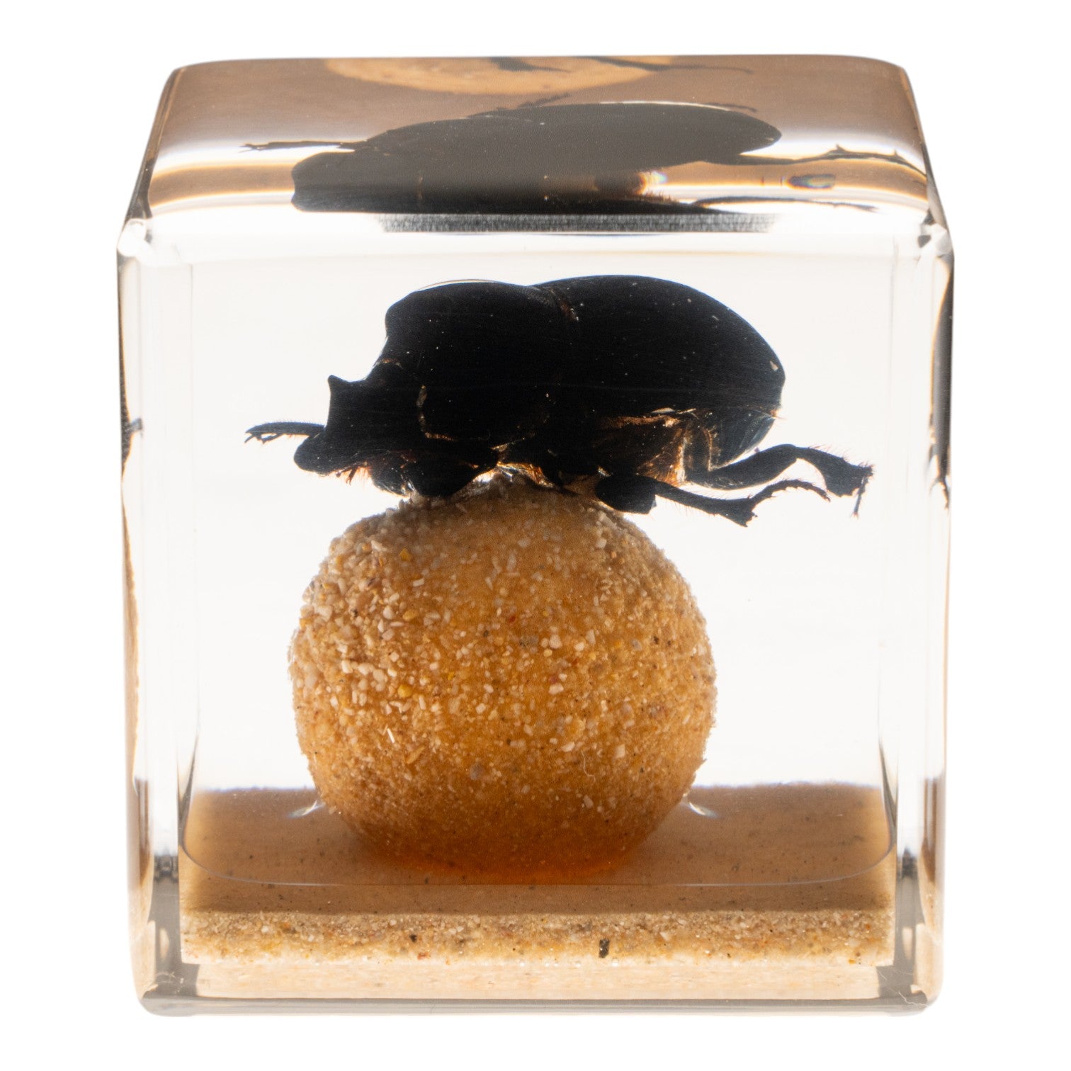 Real Dung Beetle Specimen Encased in Clear Acrylic Cube - Unique Science Display & Educational Insect Collection for Home Decor, Classroom, or Office