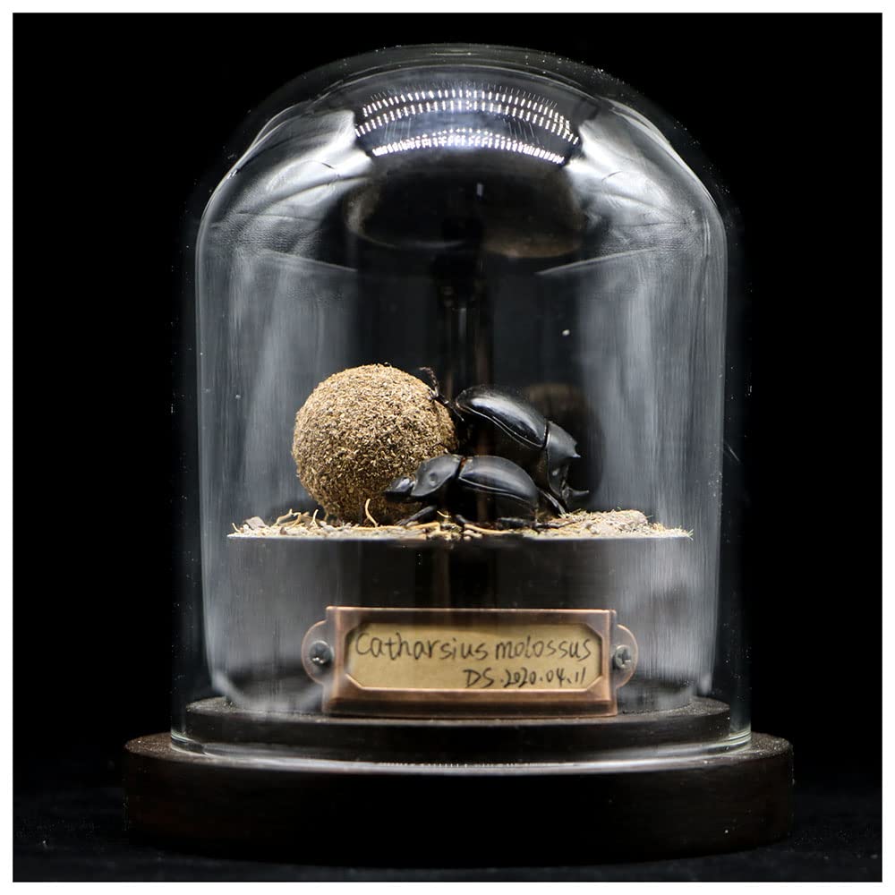 Dung Beetle Insect Specimen in Glass Display Case - Realistic Taxidermy Micro-Landscape for Science Education, Home Decor & Unique Gift Ideas | Perfect for Entomology Collectors, Nature Lovers & Classroom Displays
