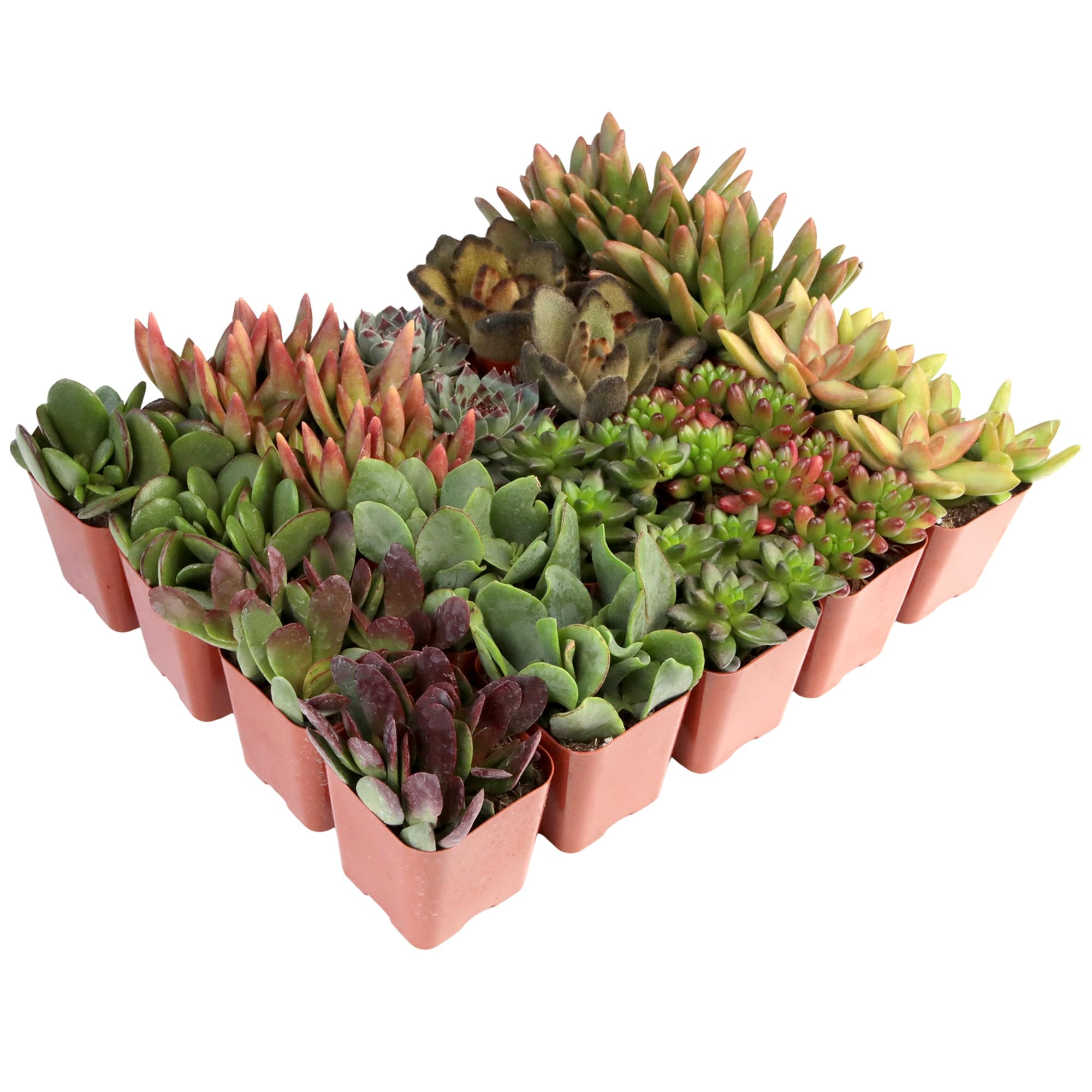 20PK Live Succulent Plants - Potted Indoor Houseplants, Cactus & Air-Purifying Plants for Home & Office Decor | Perfect for Windowsills, Desks & Gift Giving