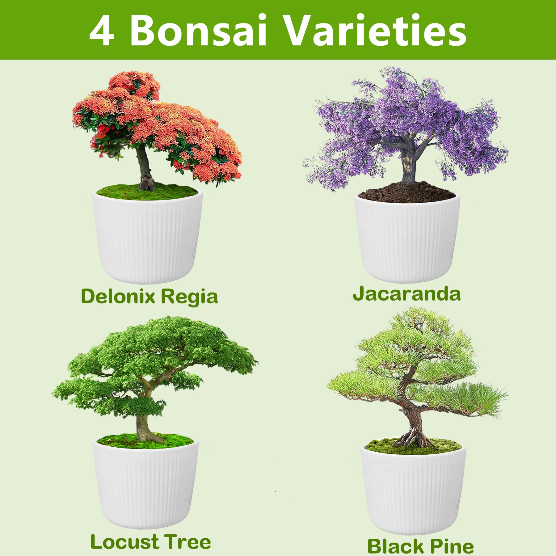 Bonsai Tree Kit - Complete Starter Set with 4 Bonsai Seeds, Essential Tools & Planters | Live Indoor Bonsai Plants | Perfect Gardening Gift for Women, Men, Mom & Dad | Ideal for Home Decor, Office Zen Garden & Plant Therapy