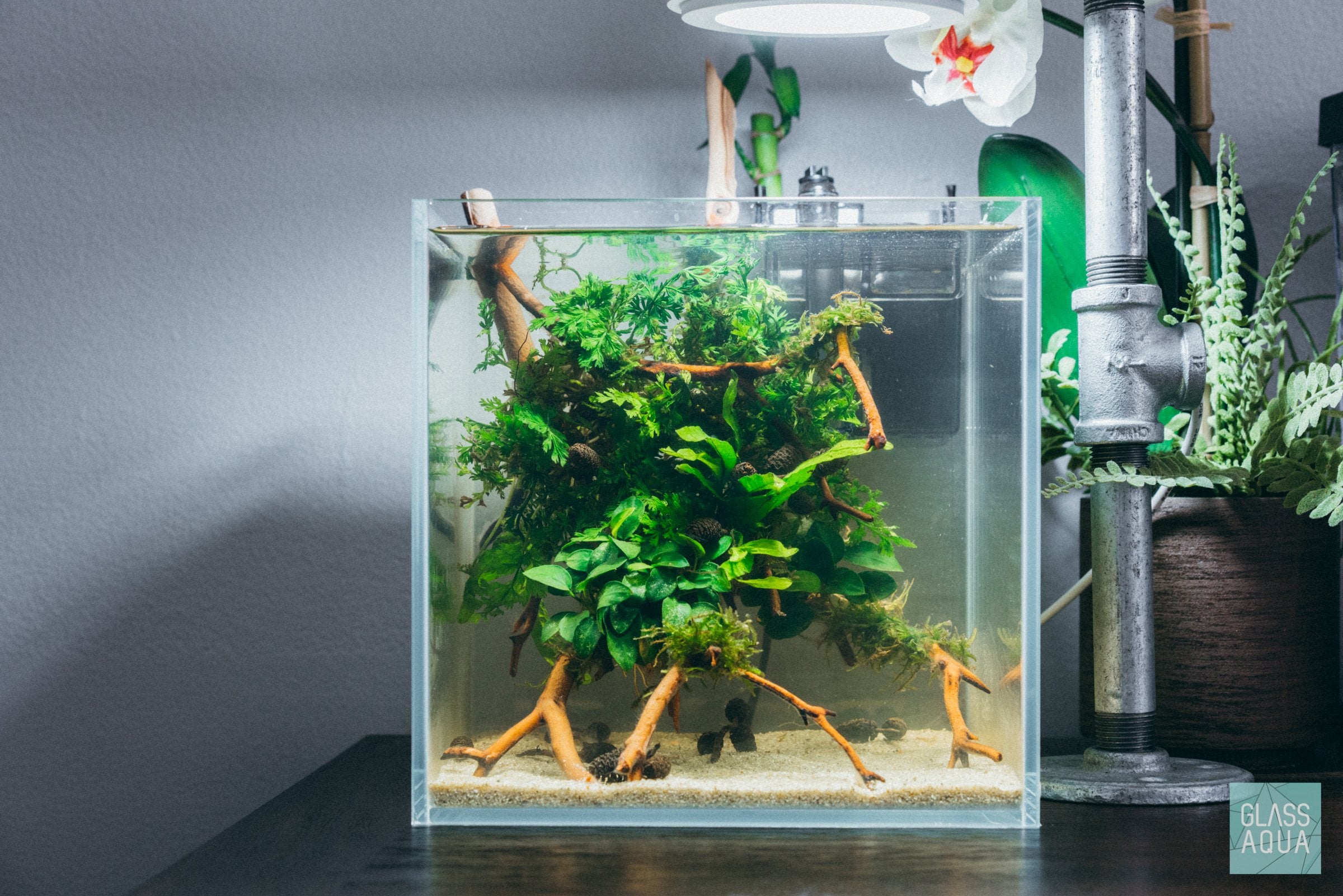 Bolbitis Difformis 'Mini' - Small Aquatic Fern for Planted Aquariums | Perfect for Nano Tanks, Aquascaping & Low-Light Environments