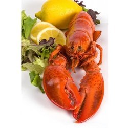Fresh 3lb Extra Large Live Maine Lobster (Pack of 2) | Premium Seafood for Special Occasions, Gourmet Cooking & Luxury Dining