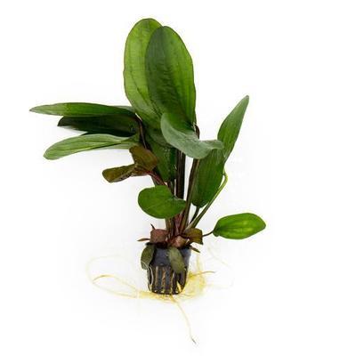 TCulture Echinodorus Big Bear Aquatic Plant - Live Freshwater Aquarium Plant for Fish Tanks, Ponds & Aquascaping (Potted) | Perfect for Beginners & Aquatic Plant Enthusiasts