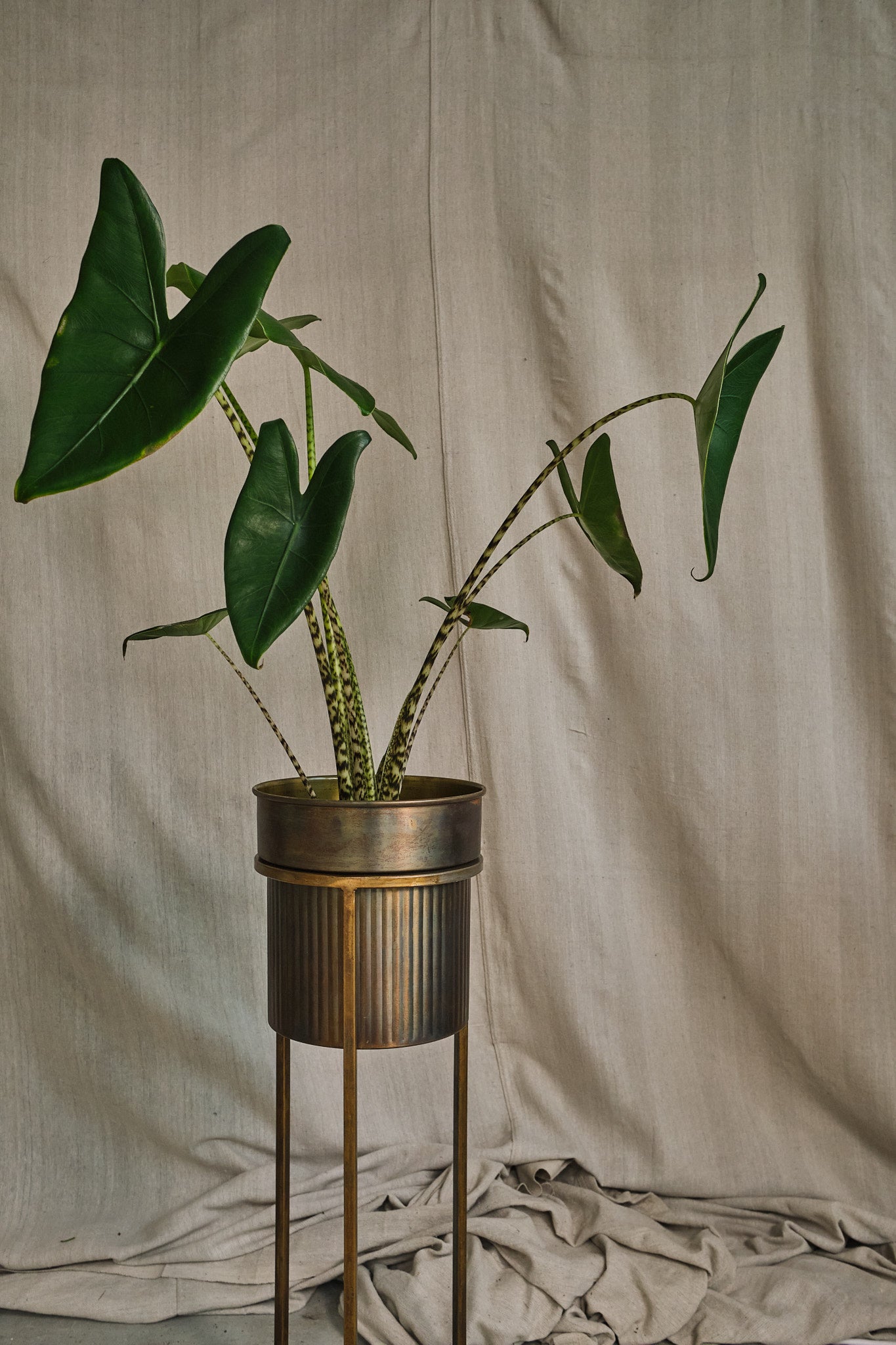 Alocasia Zebrina - Rare Tropical Houseplant with Striking Zebra-Striped Stems | Perfect for Indoor Gardens, Home Decor & Plant Lovers