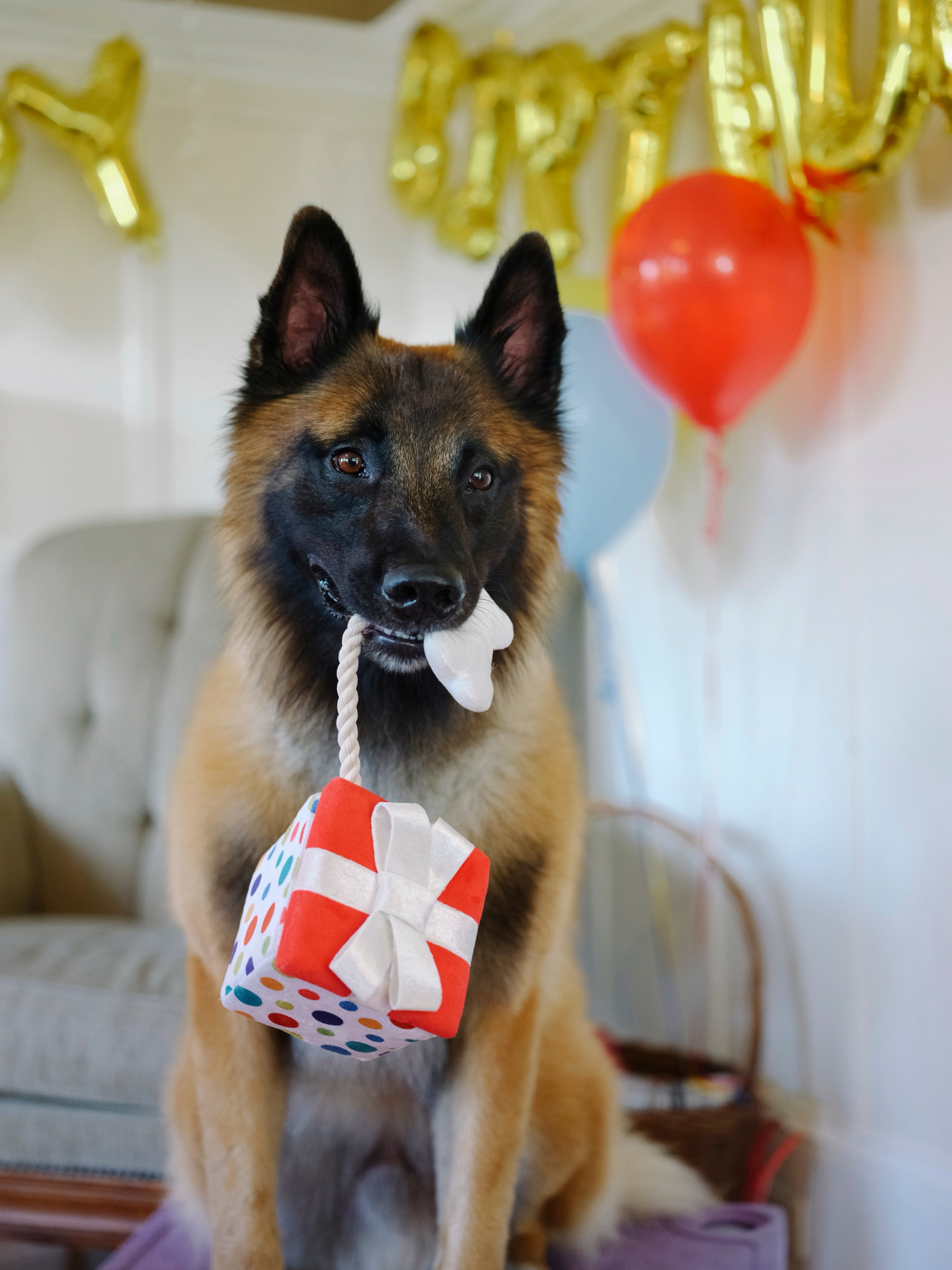 Perfect Gift for Dogs - Party Time™ Plush Dog Toy by Pet P.L.A.Y. | Soft & Durable Chew Toy for Puppies & Adult Dogs - Great for Playtime, Training & Cuddling