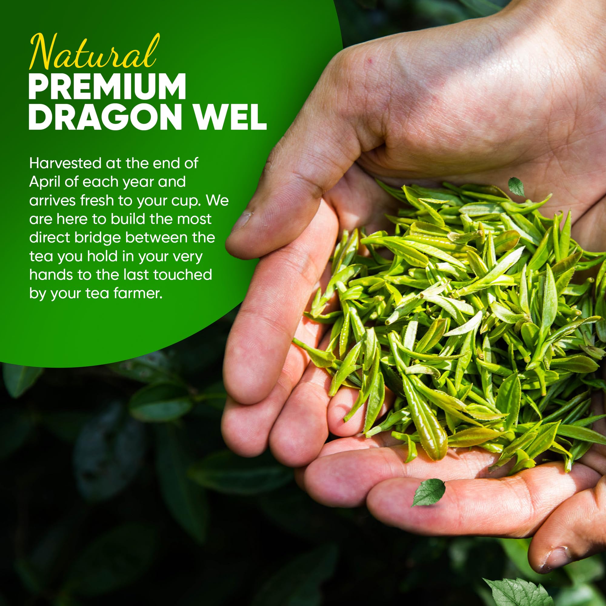 Premium Organic Dragon Well Green Tea - Authentic Chinese Longjing Tea, 1 lb Bag - Perfect for Relaxation, Gifts & Daily Wellness