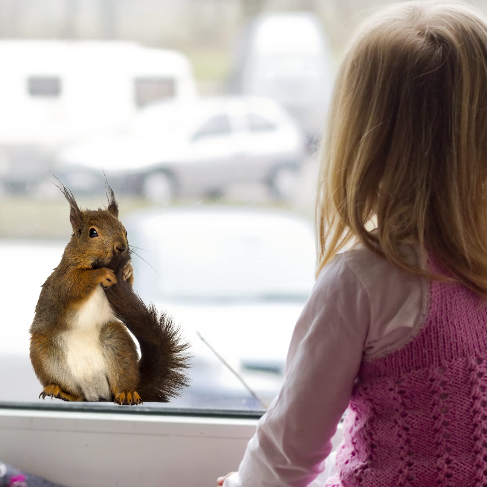 Adorable Squirrel Wall Decals - Peel & Stick Animal Stickers for Home Decor | Perfect for Bedroom, Kitchen, Bathroom, Kids Room & Cafe | Cute Window & Wall Decor for Nature Lovers
