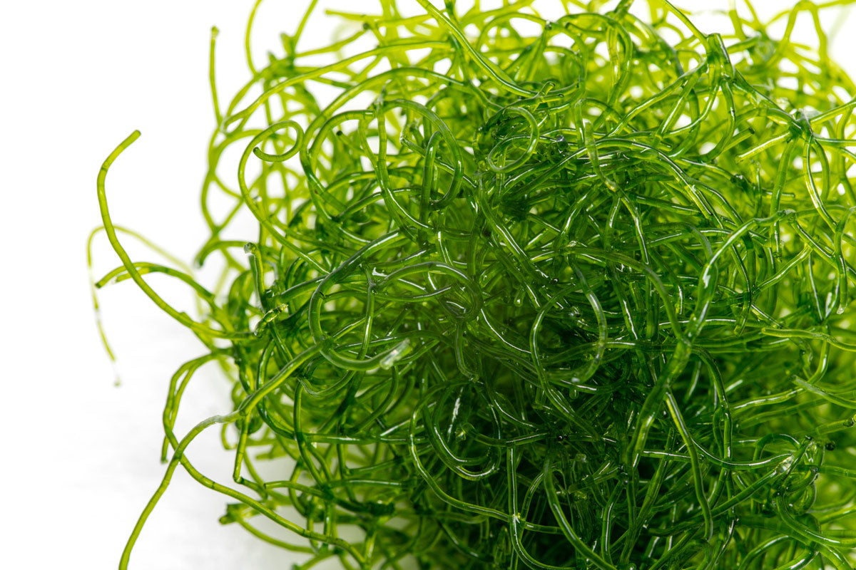 Premium Chaetomorpha Macro Algae for Saltwater Aquariums - Natural Nitrate & Phosphate Remover - Perfect for Reef Tanks, Refugiums & Marine Ecosystems (10g Live Portion) - Ideal for Coral Growth & Water Filtration