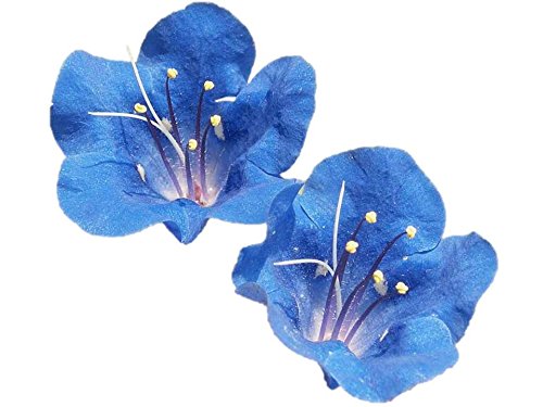 California Bluebell Seeds (50,000 Seeds or 1 OZ) - Native Wildflower for Garden, Landscaping & Pollinator Gardens - Cerinthe major 'Blue Shrimp Plant