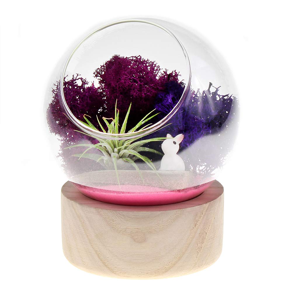 Premium Glass Dome Terrarium with Wood Base - Ideal for Air Plants, Succulents, Mini Gardens & Home Decor - Small Glass Display Case for DIY Crafts, Wedding Centerpieces & Office Desk Decor