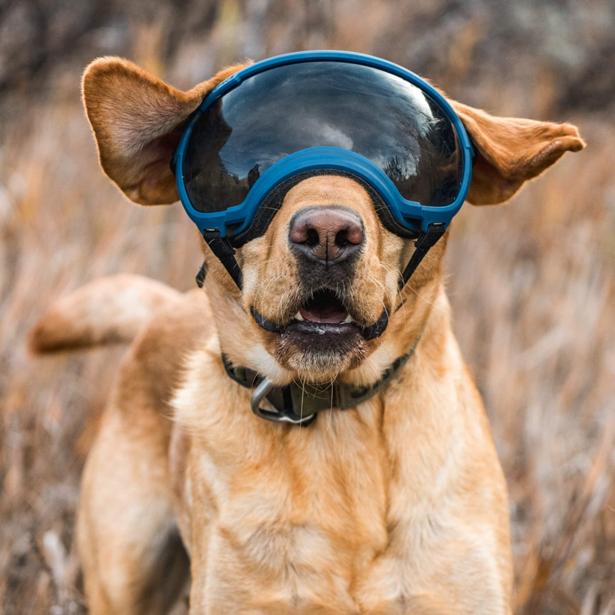 Rex Specs V2 Dog Goggles - Large Size, Black - Protective Eyewear for Active Dogs - Perfect for Hiking, Running & Outdoor Adventures